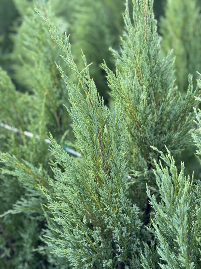 Medora Juniper, Rocky Mountain Juniperus scopulorum