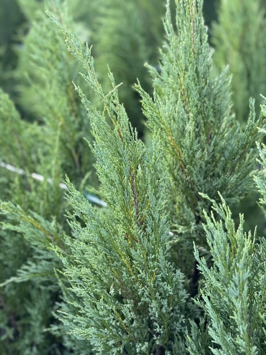 A close-up view of the dense, upright bluish-green foliage of a Medora Juniper , showcasing its highly textured, needle-like branches.