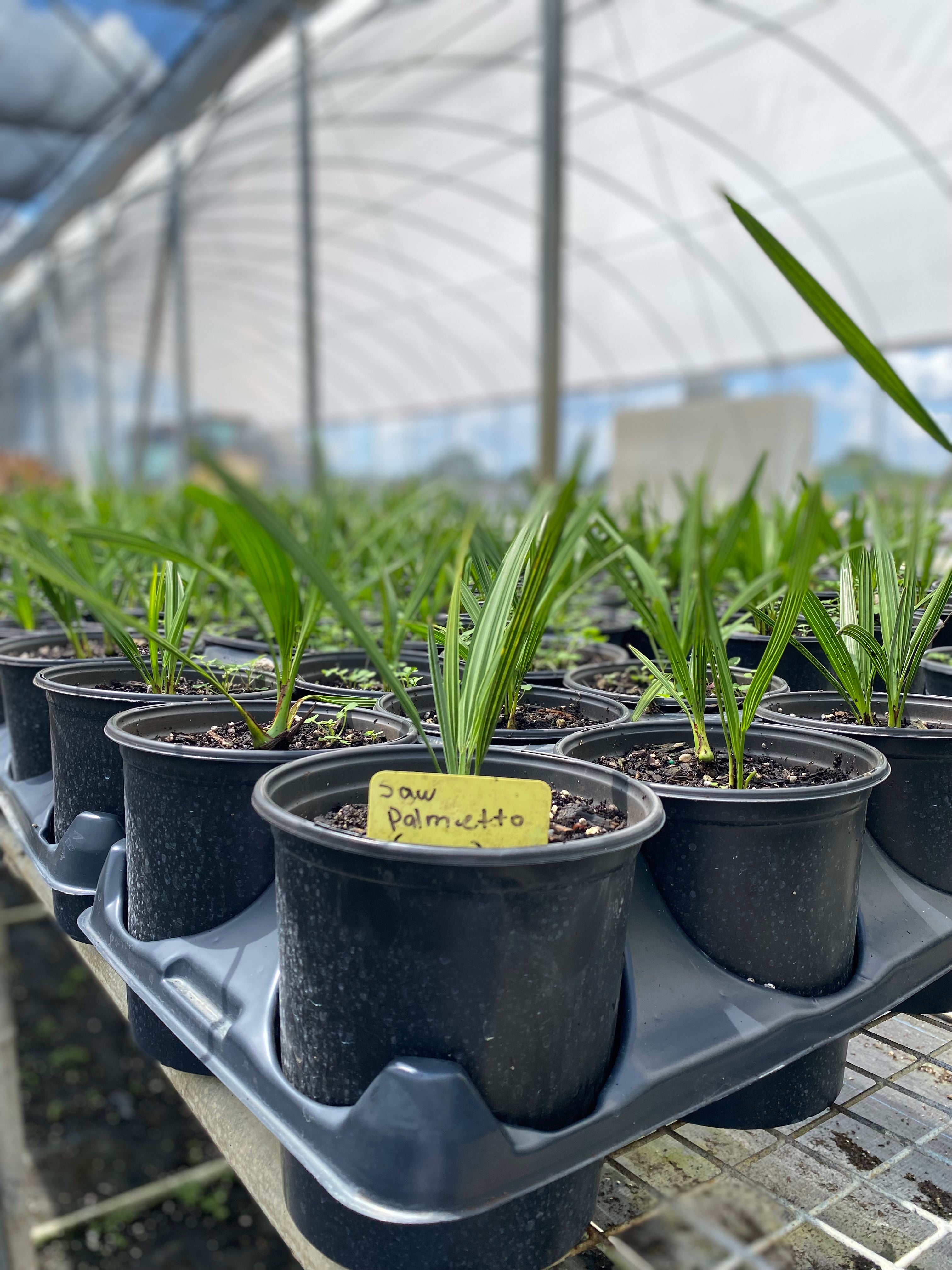 Saw Palmetto Green, Serenoa Repens in nursery