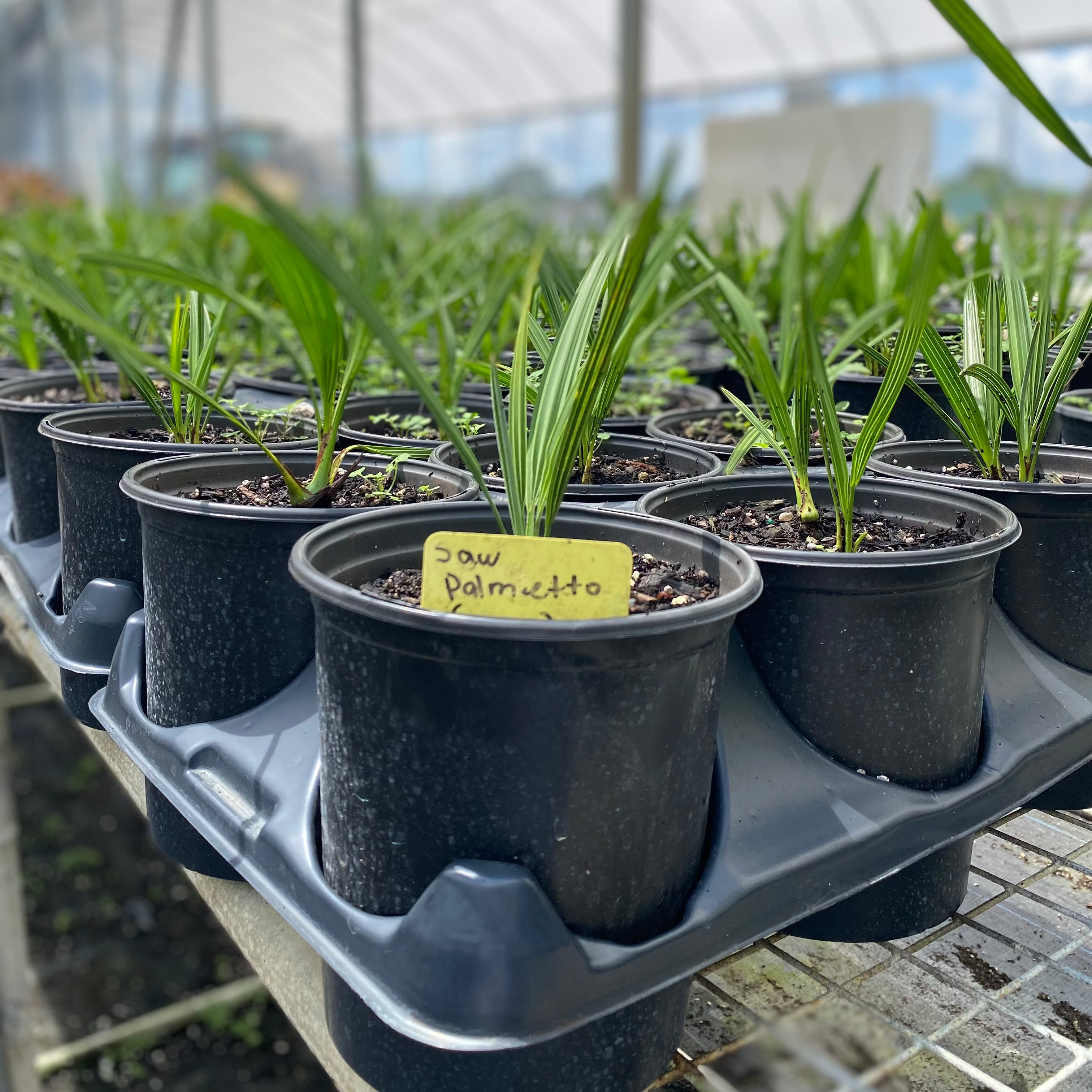 Saw Palmetto Green, Serenoa Repens in nursery