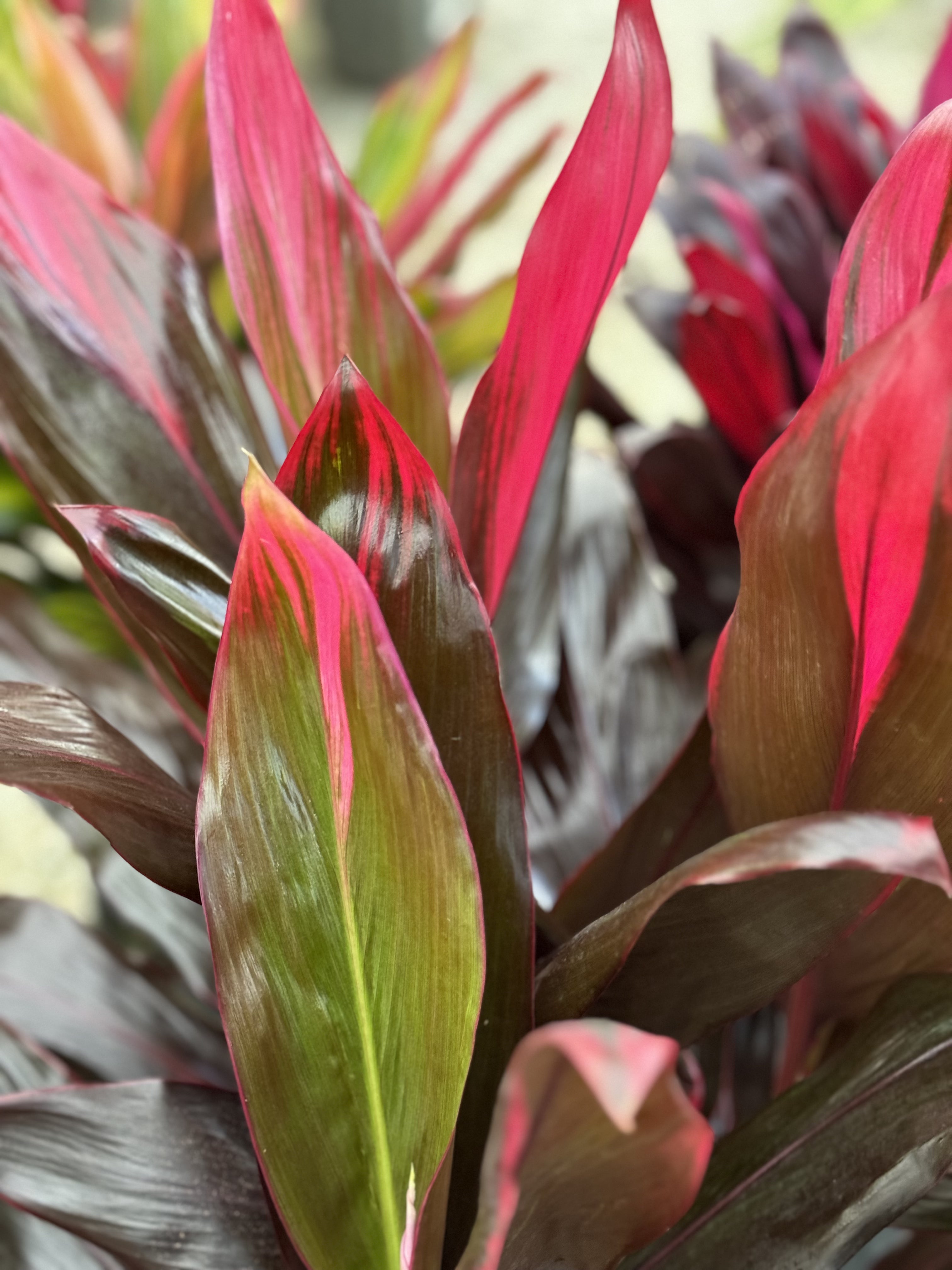 leaves of Cordyline Florida, Terminalis Ti Plants