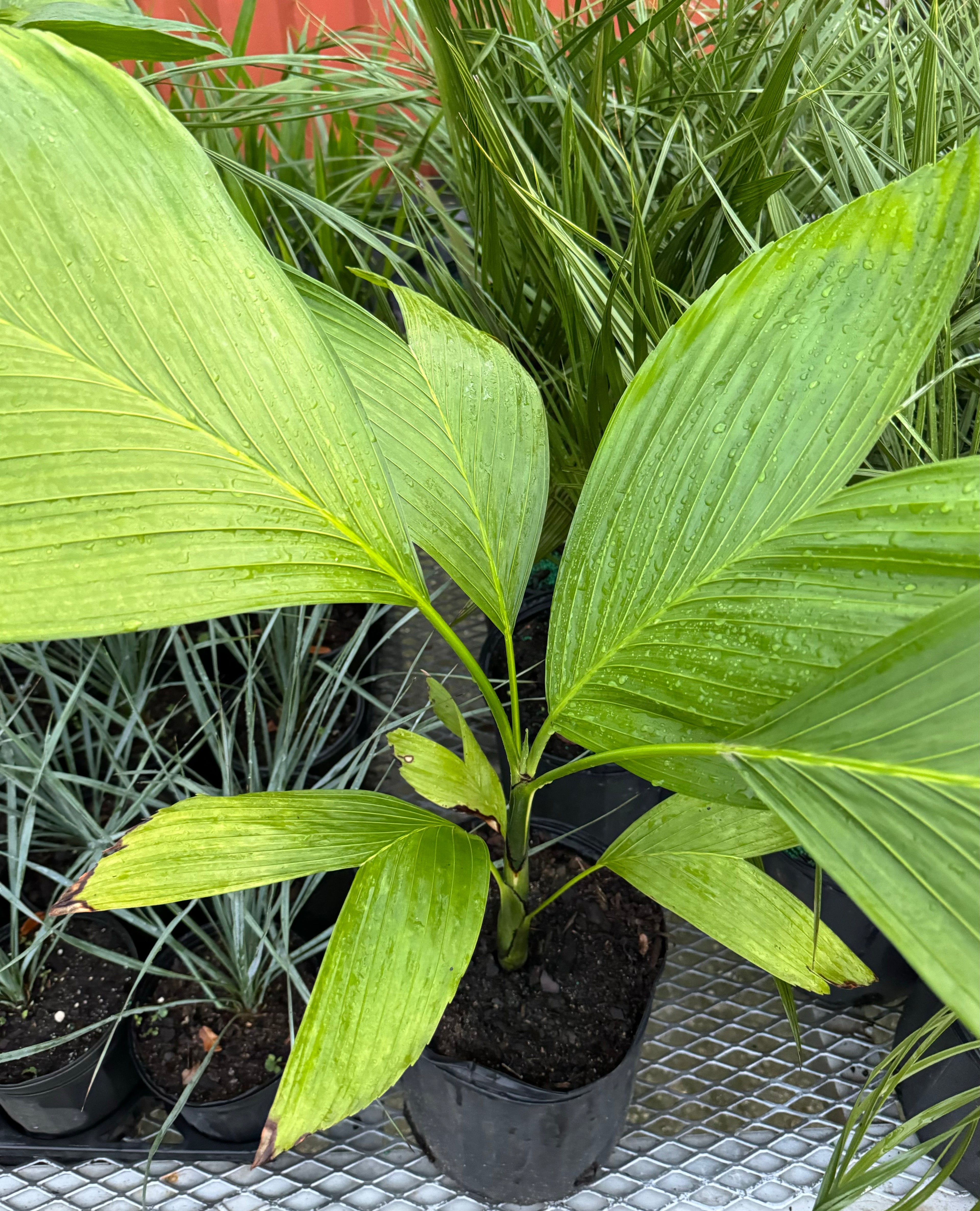 single leaf of Chamaedorea Ernesti Augustiii Palm Tree, Rare and Exotic