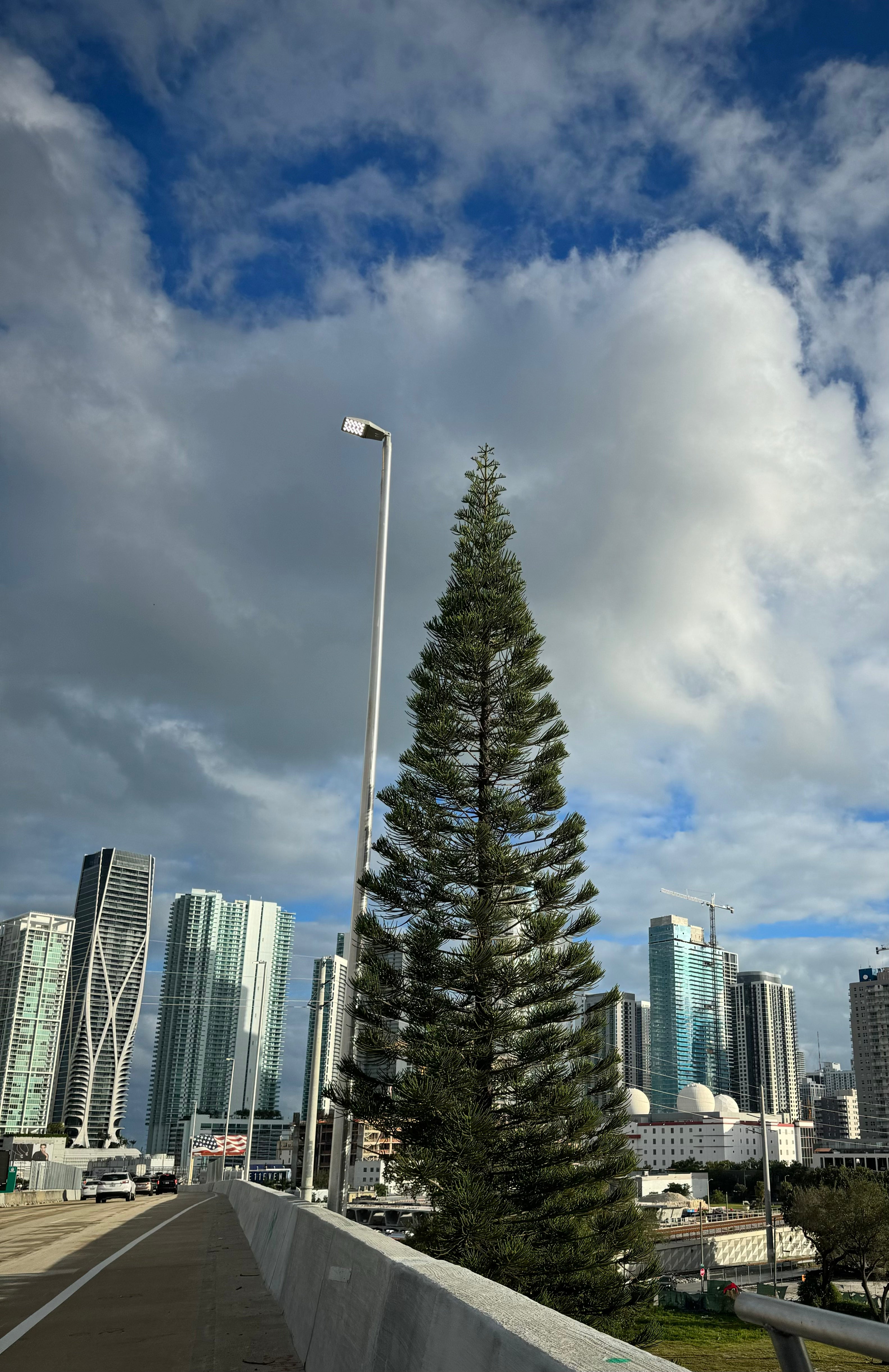 Norfolk Island pine Multi Stem, Christmas Tree