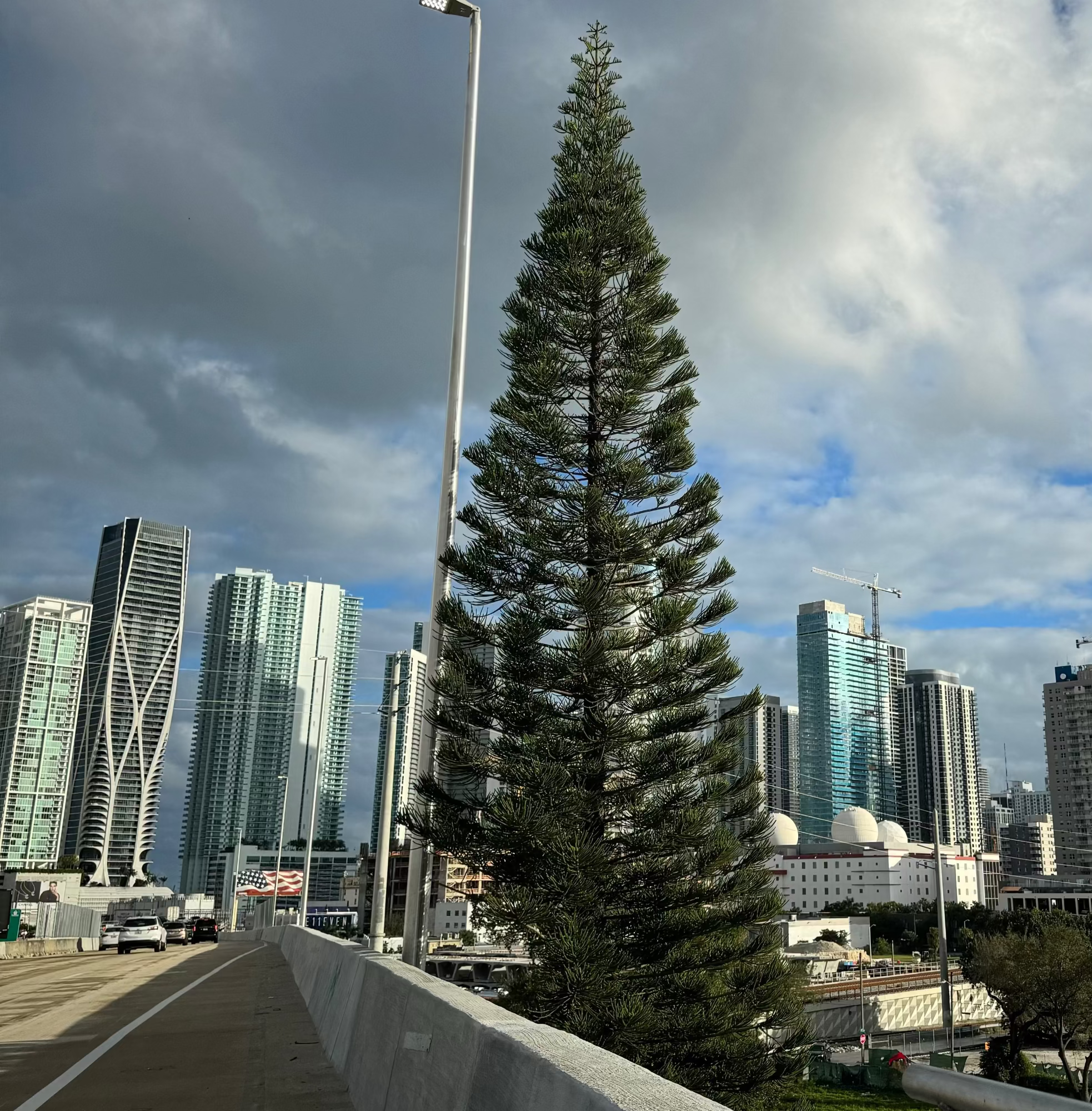 Norfolk Island pine plant mature tree on side of roadway