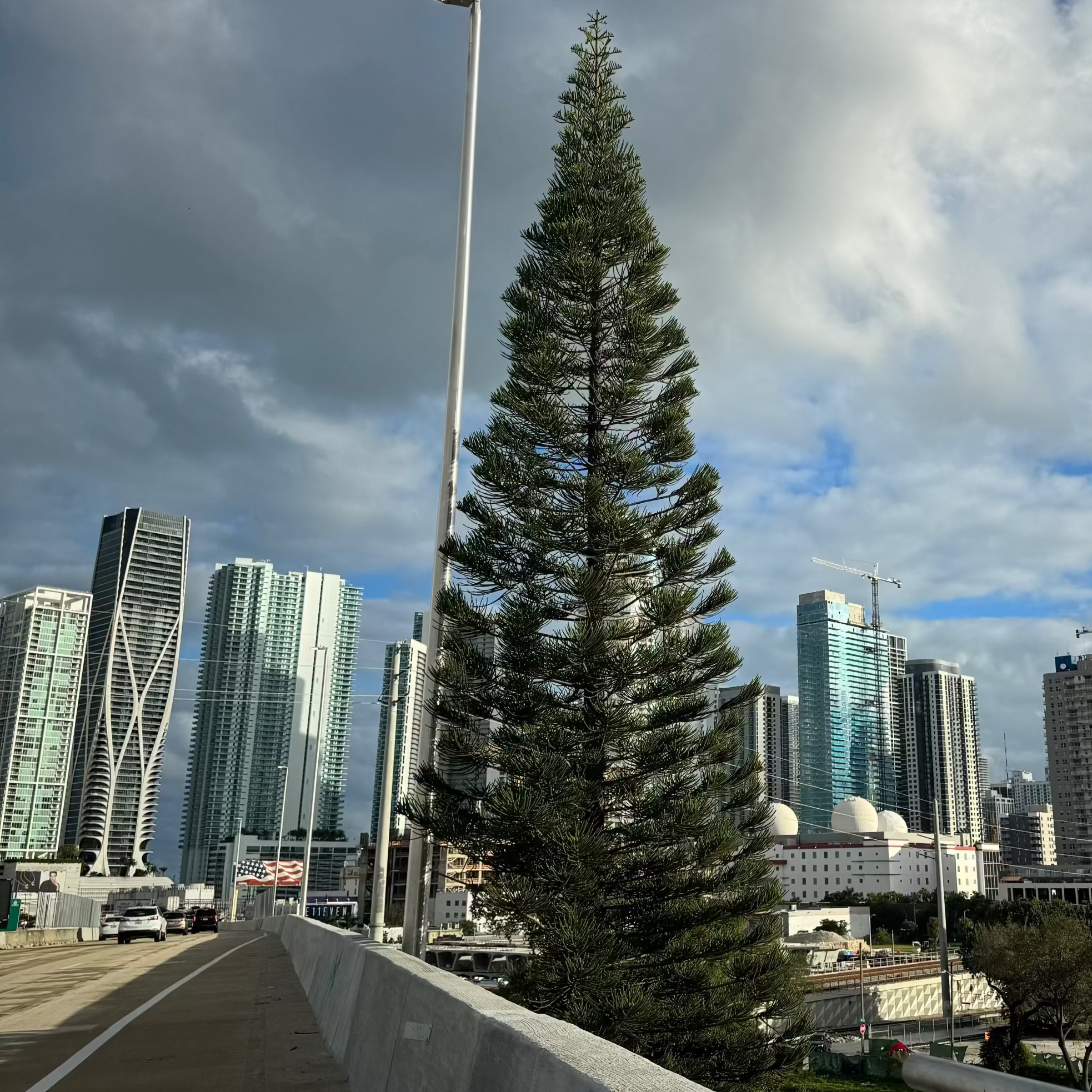 Norfolk Island pine plant mature tree on side of roadway