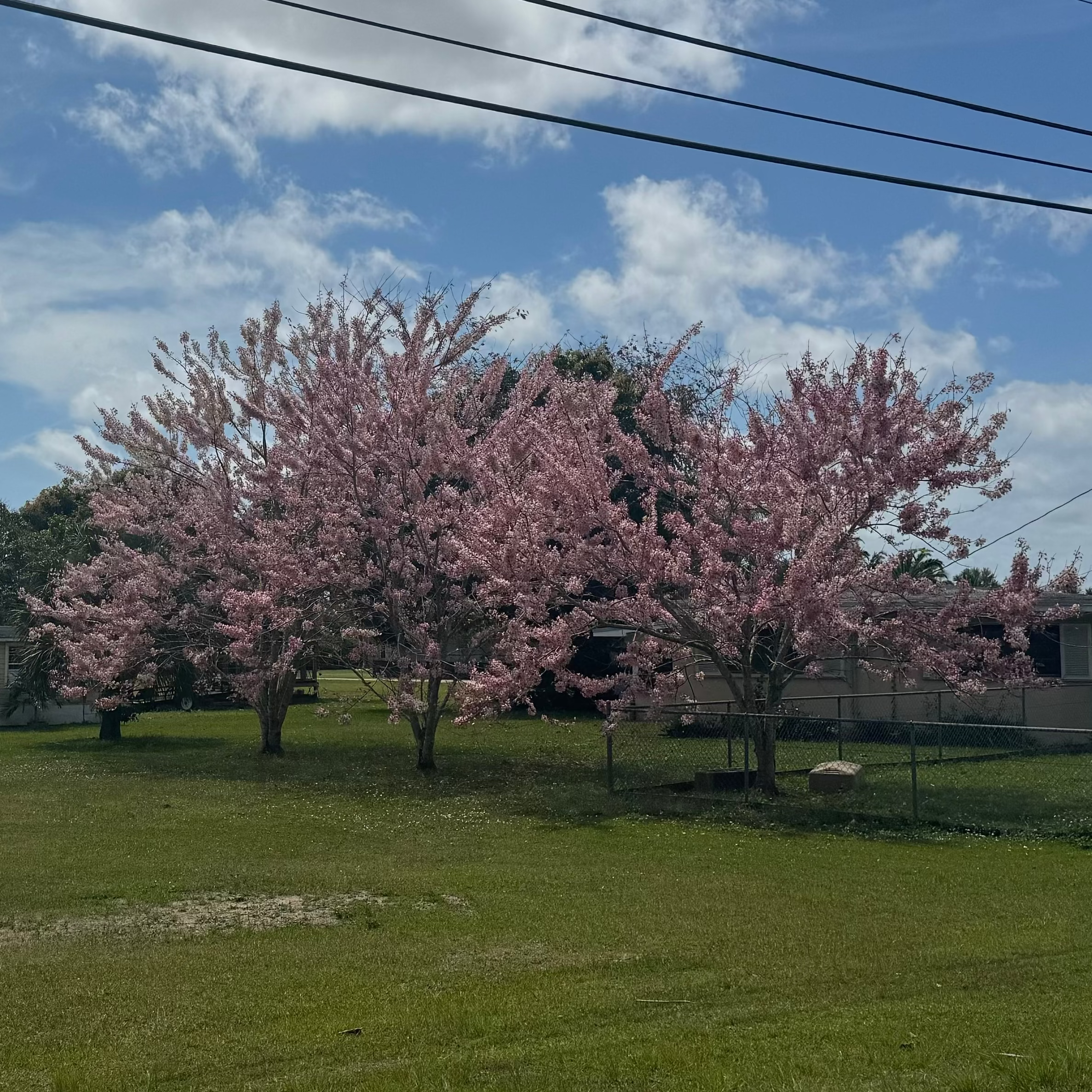 multiple Cassia Bakeriana Pink Showers Flower Tree outside of a home