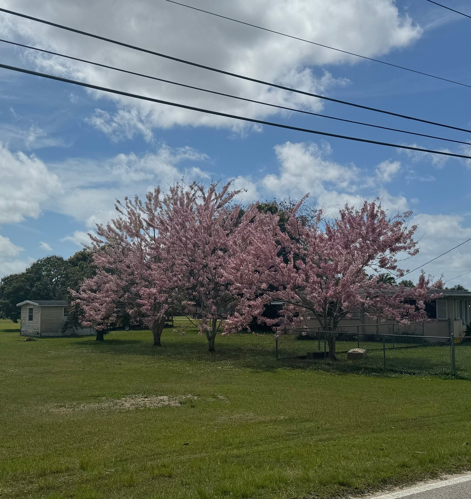 multiple Cassia Bakeriana Pink Showers Flower Tree outside of a home