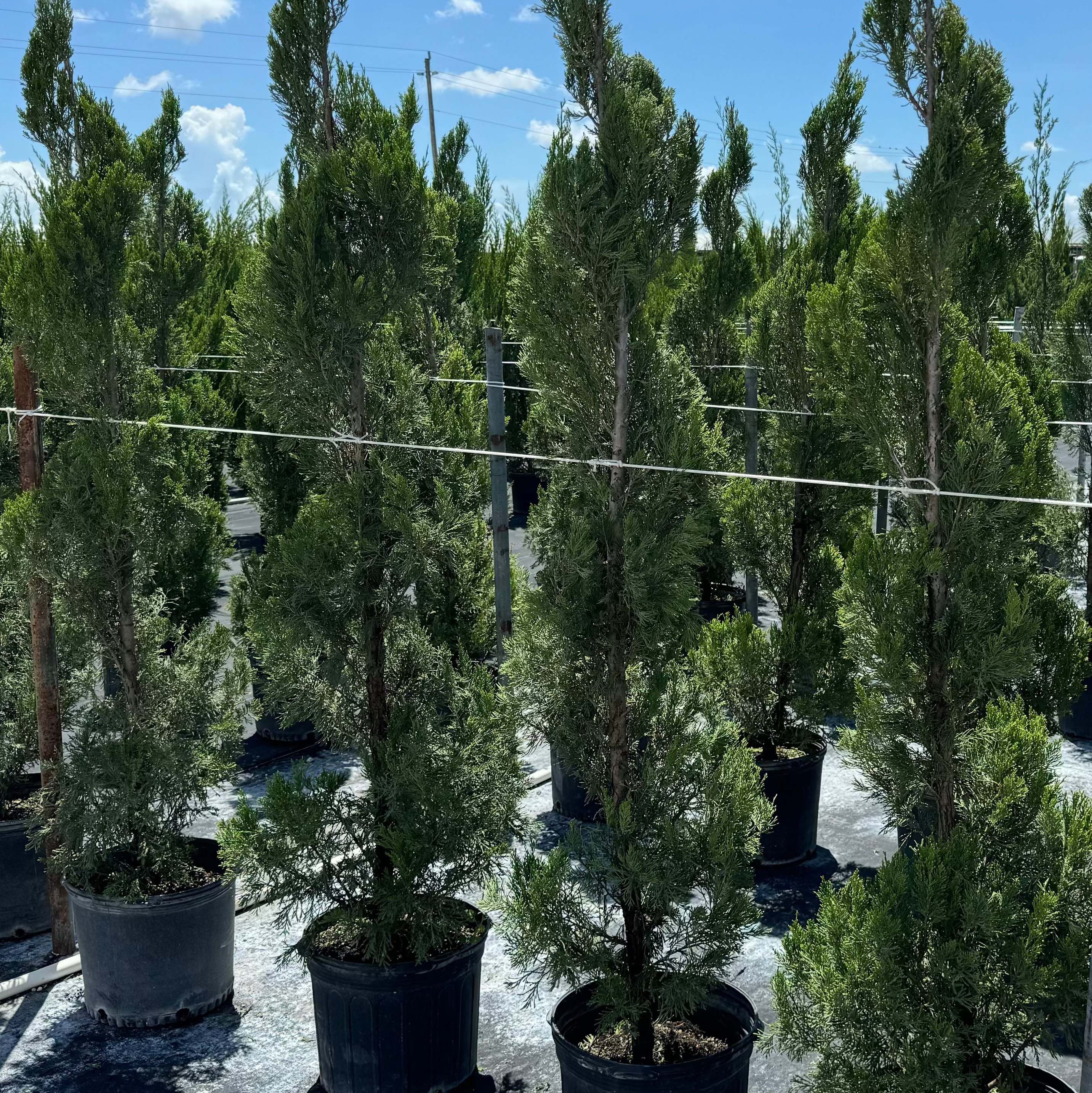 Mature Topiary Spiral Juniper planted in 7gal nursery pot.