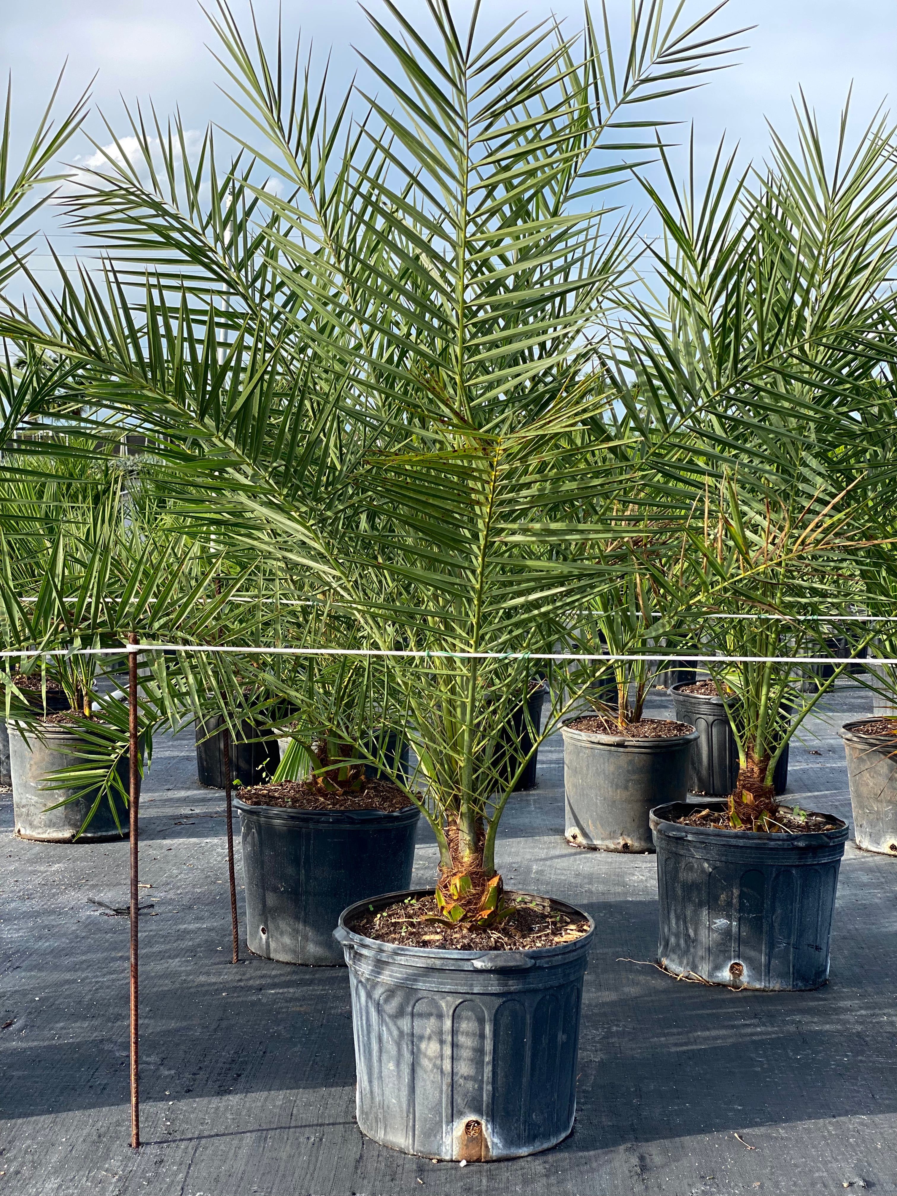 Sylvester Date Palm, Phoenix Sylvestris Robusta