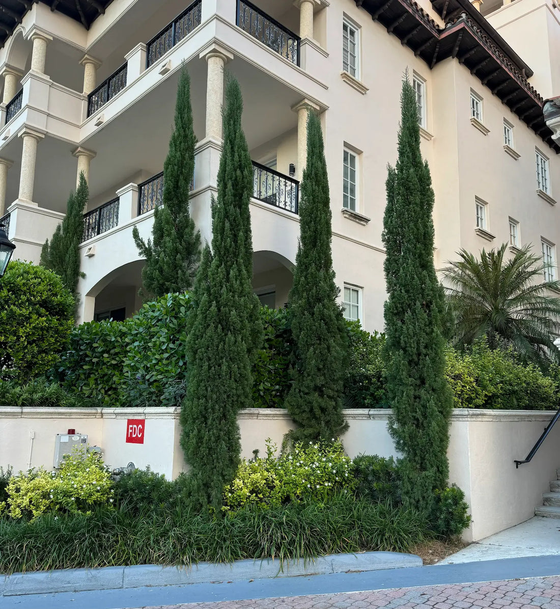 Italian Cypress, Mediterranean Cypress
