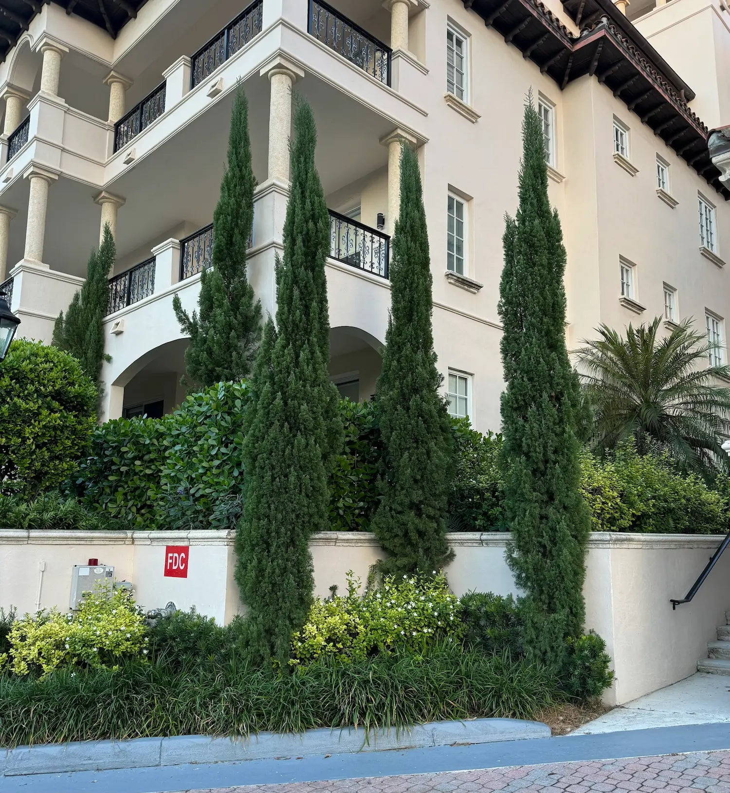 Italian Cypress, Mediterranean Cypress