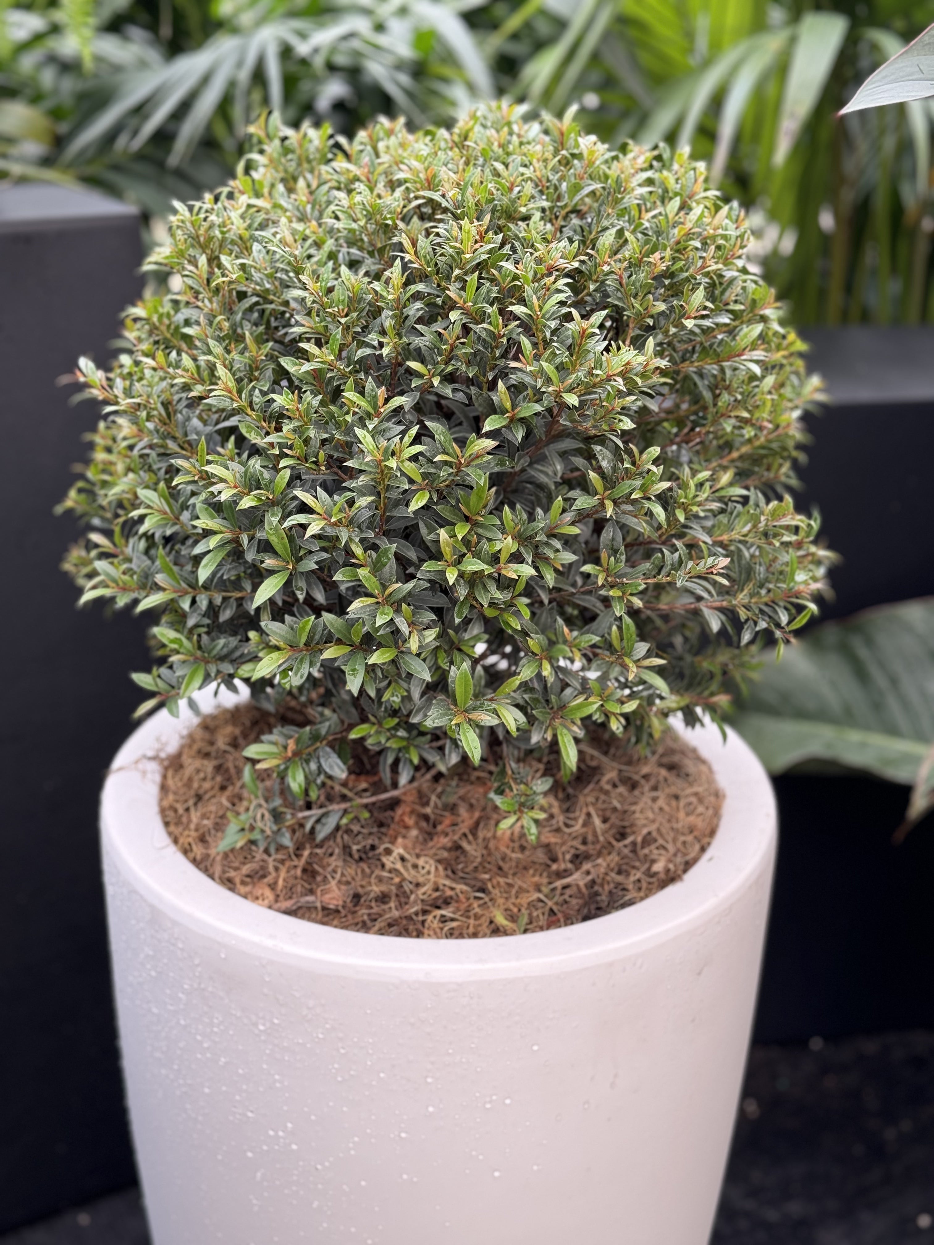 Topiary Eugenia Globulus Sphere Tree