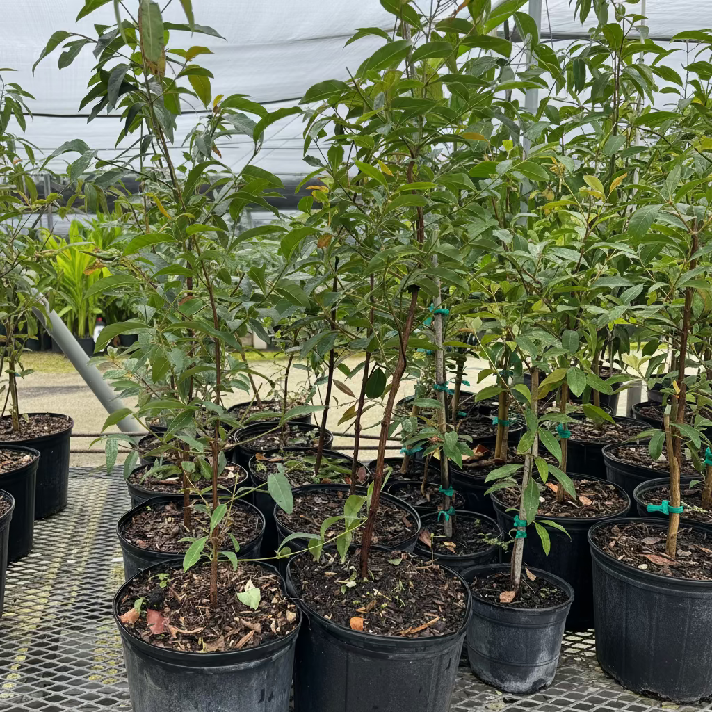 Rainbow Eucalyptus, Gum Tree in multiple pots