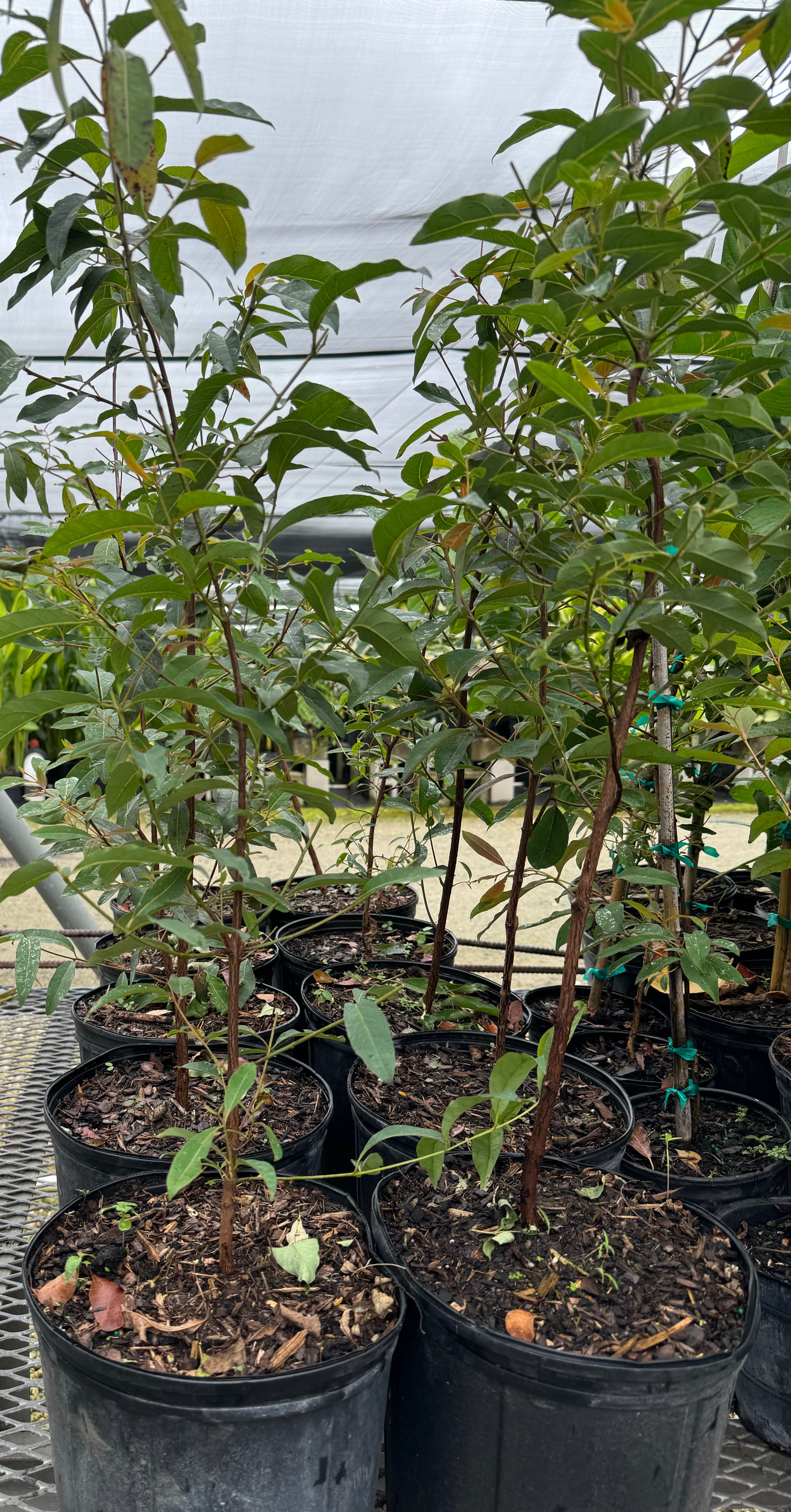 Rainbow Eucalyptus, Gum Tree in multiple pots