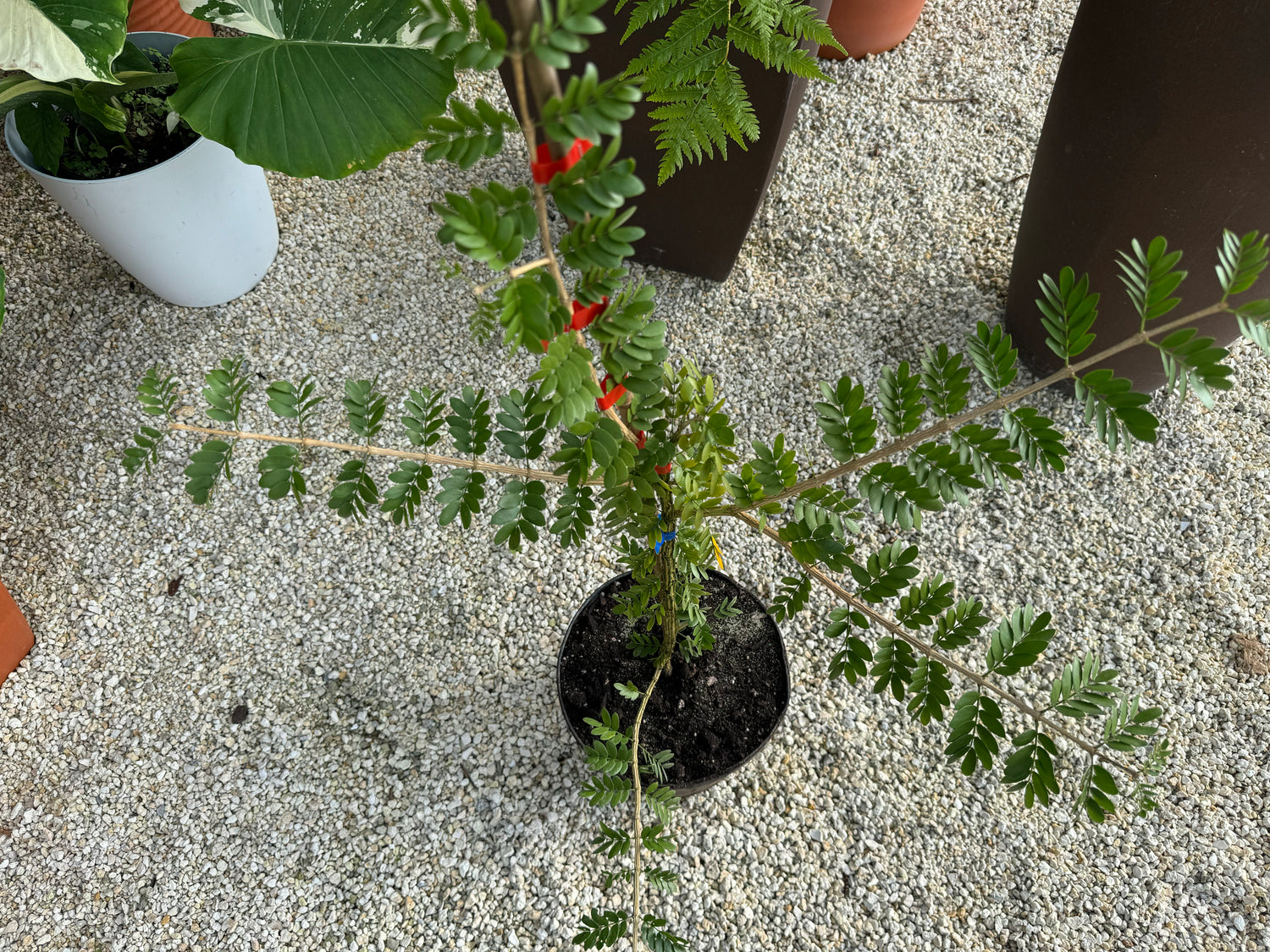 Lignum Vitae Sanctum Native Flowering Tree of Life