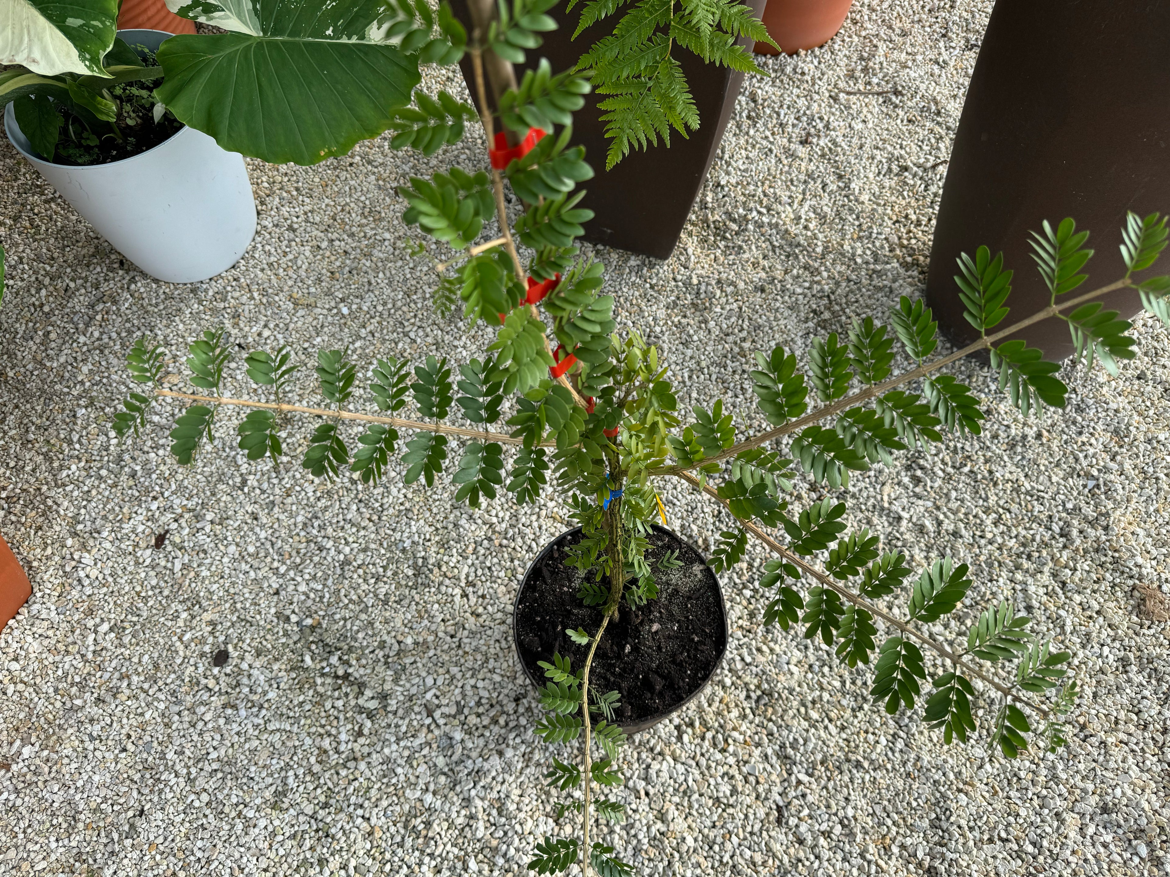Lignum Vitae Sanctum Native Flowering Tree of Life