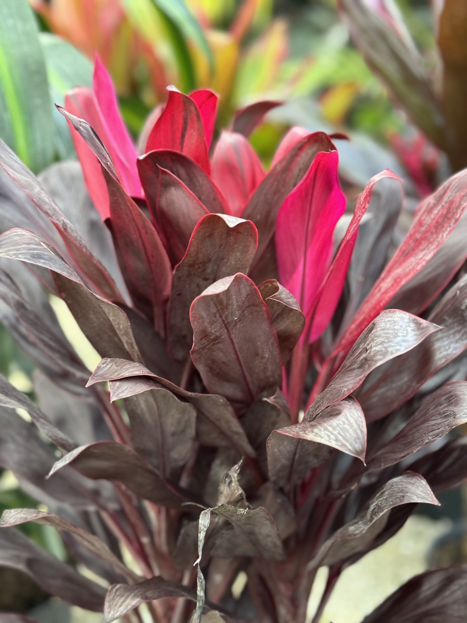 close view of leaves of Cordyline Purple Compacta, Terminalis Ti Plants
