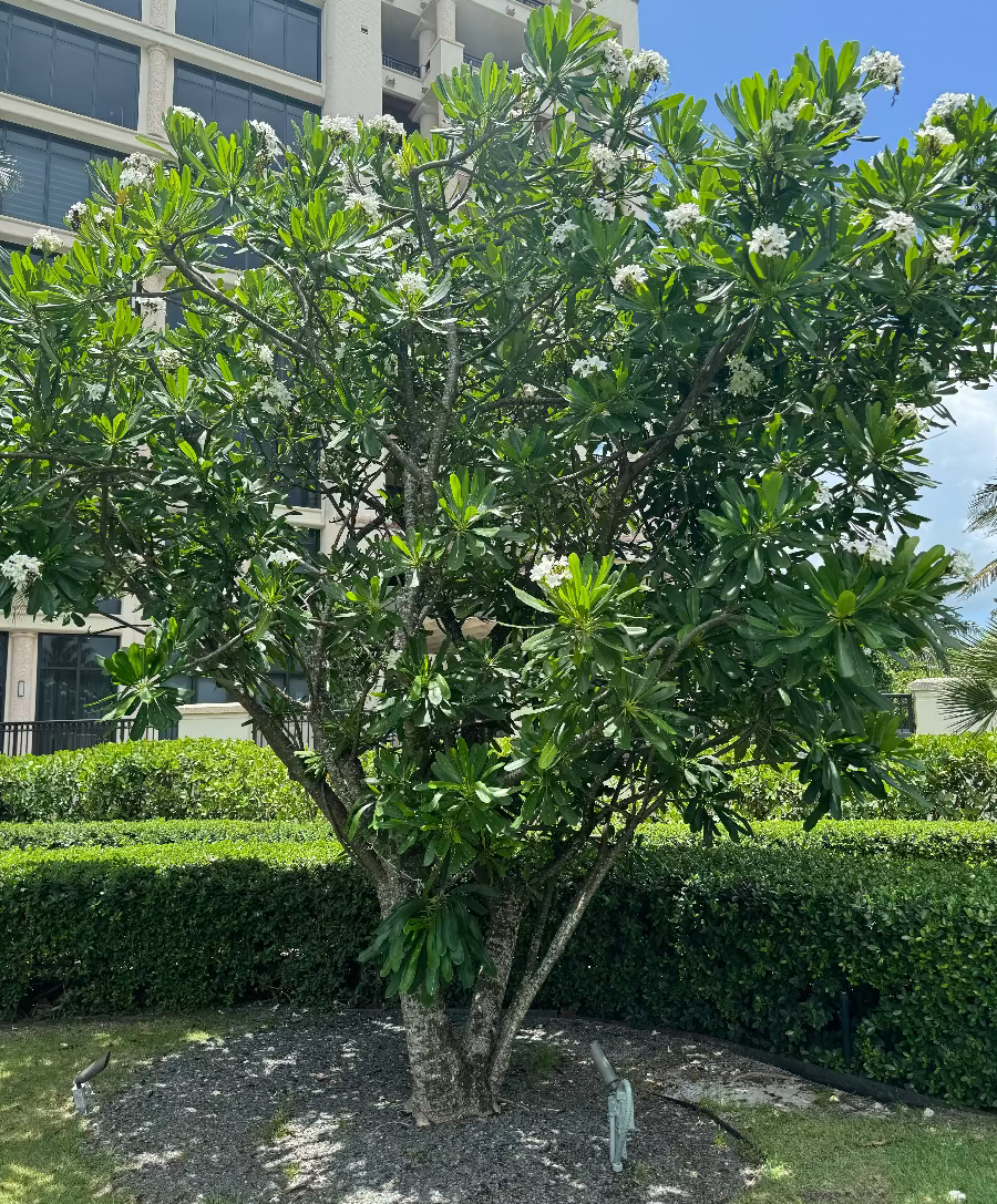 A full view of a mature Plumeria (Frangipani) tree featuring thick branching stems, elongated green leaves, and scattered clusters of white blossoms, growing in a sunny, beautifully landscaped outdoor garden