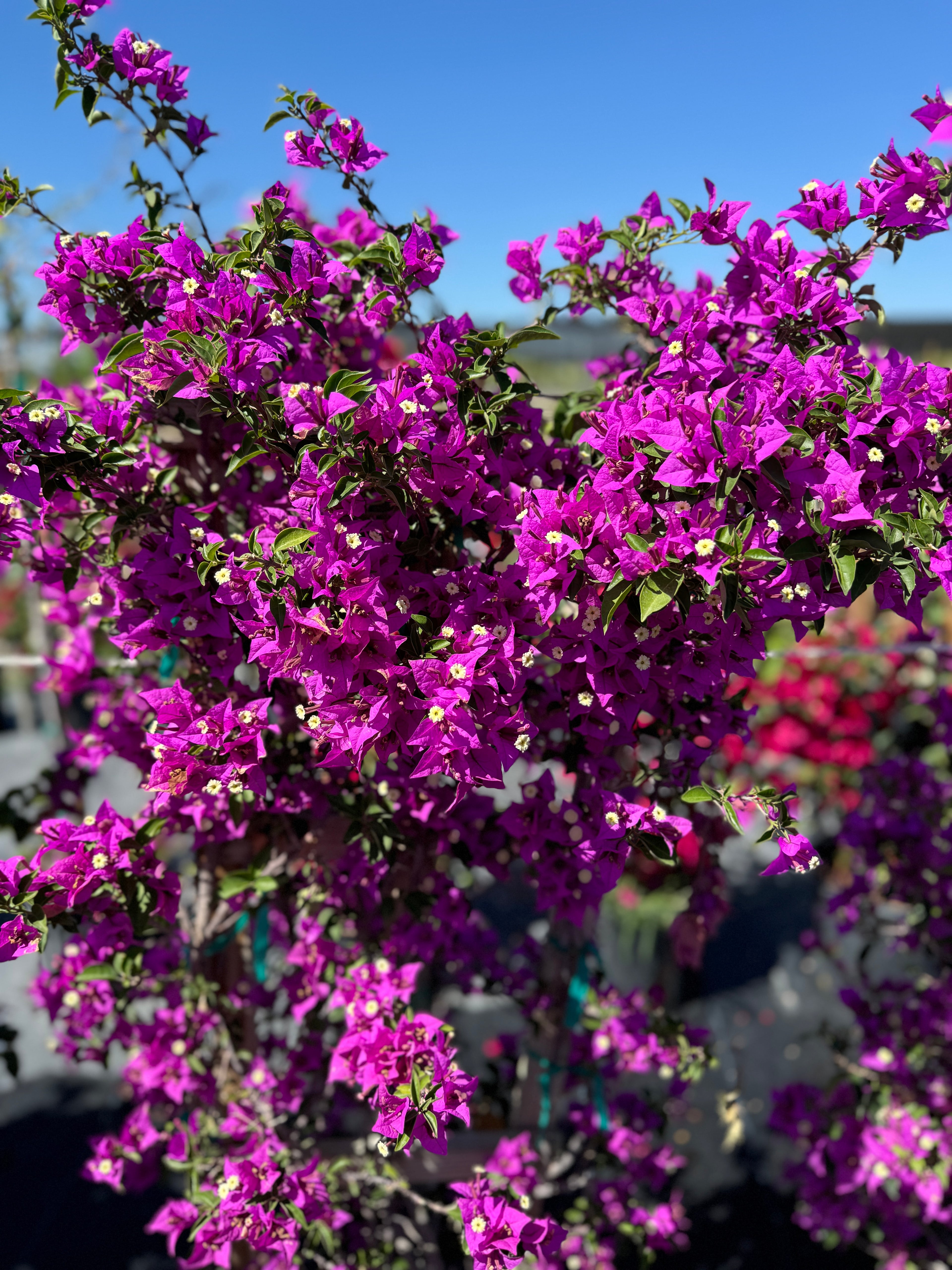 Bougainvillea Purple Flower Bush Form, New River Flowering Tree