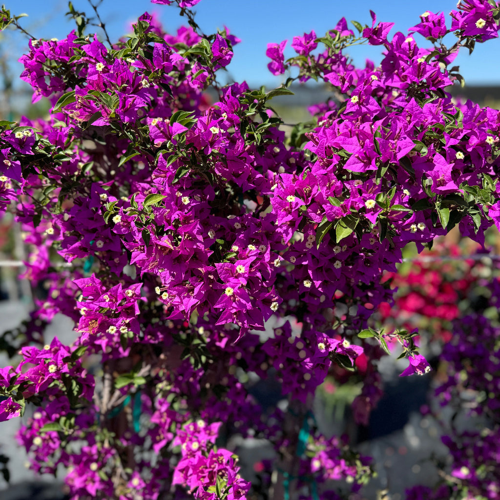Close up of Bougainvillea Purple Flower Bush Form, New River Flowering Tree blooms with vibrant purple flowers and green foliage against a clear blue sky, ideal for tropical garden color and outdoor landscapes.