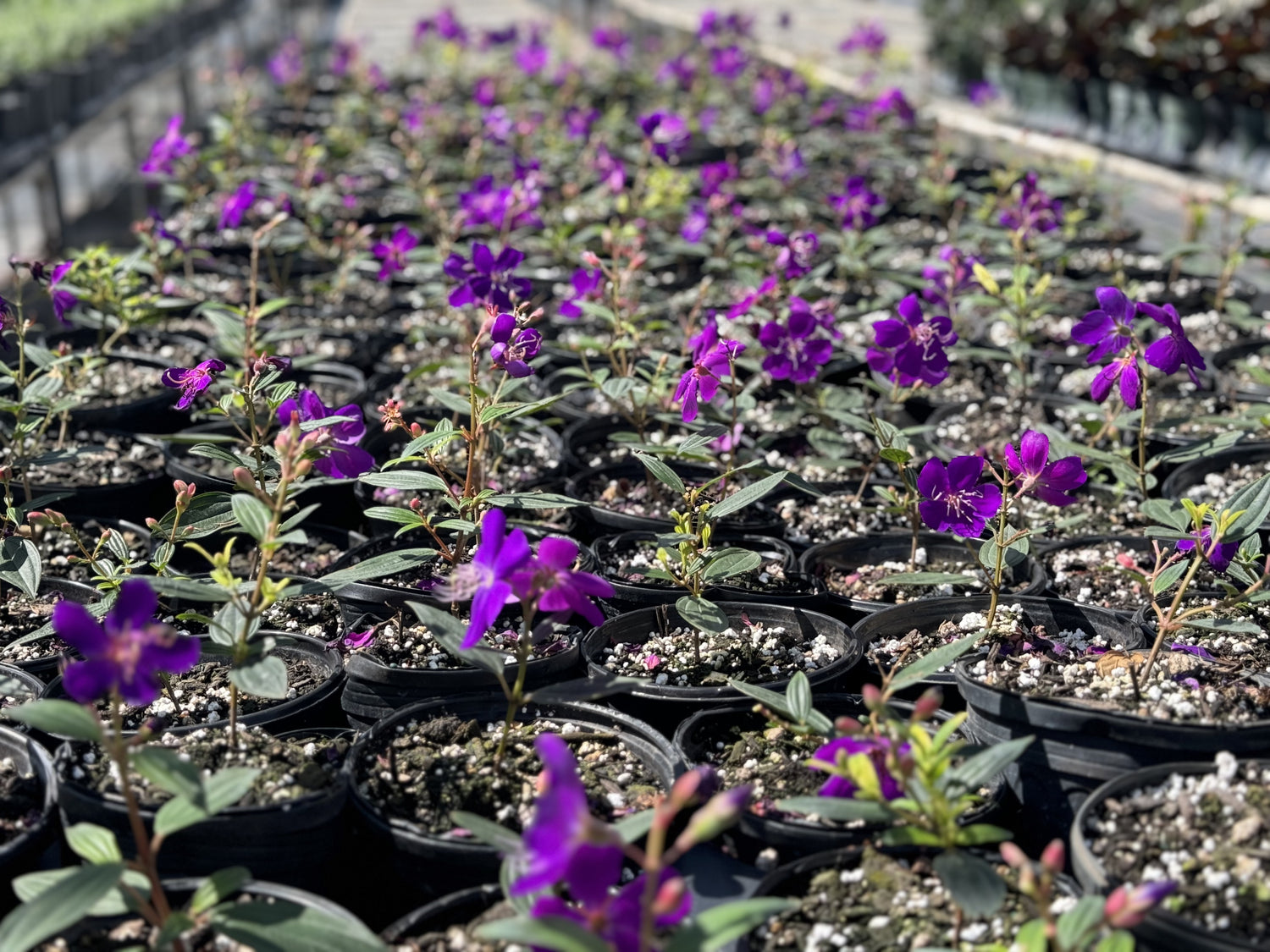 Purple Glory Flowering Tree Tibouchina