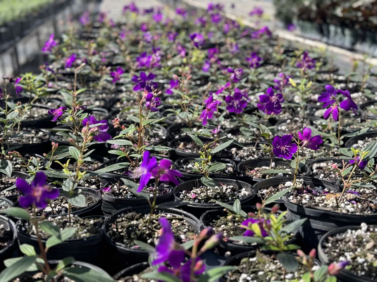A close-up view of numerous young potted plants featuring vibrant purple, five-petaled flowers and highly textured green leaves, growing in black nursery pots