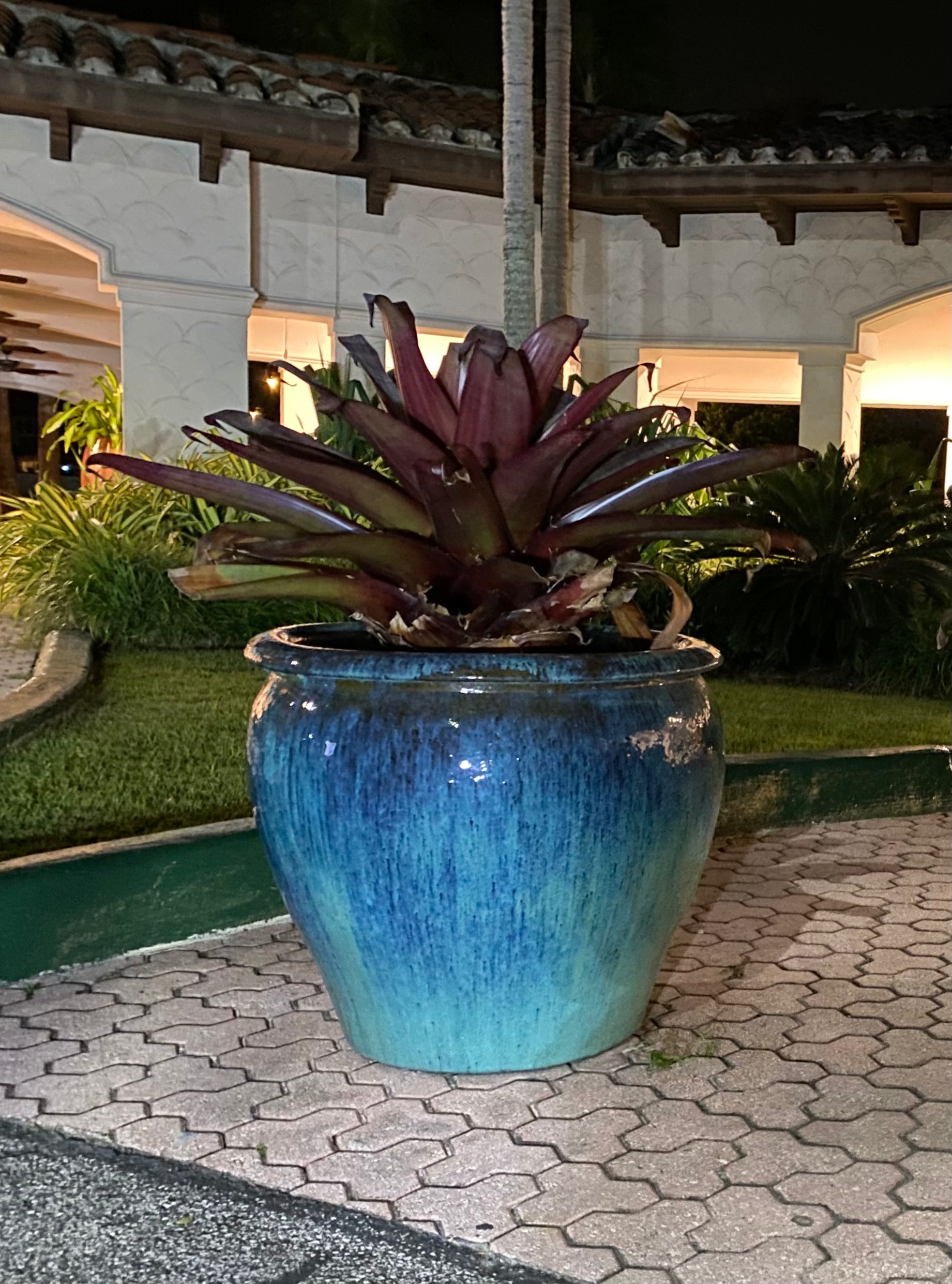 Bromeliad Alcantarea imperialis