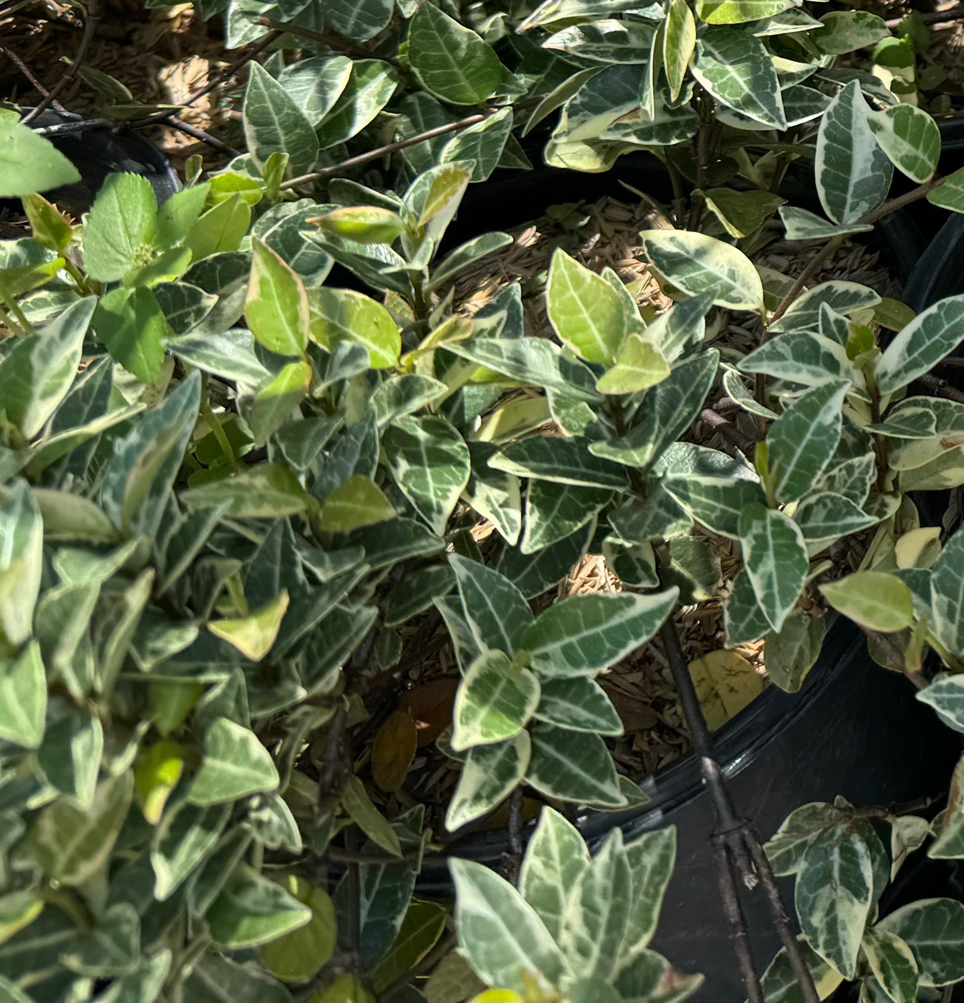 leaves of Jasmine Asiatic Minima Variegated