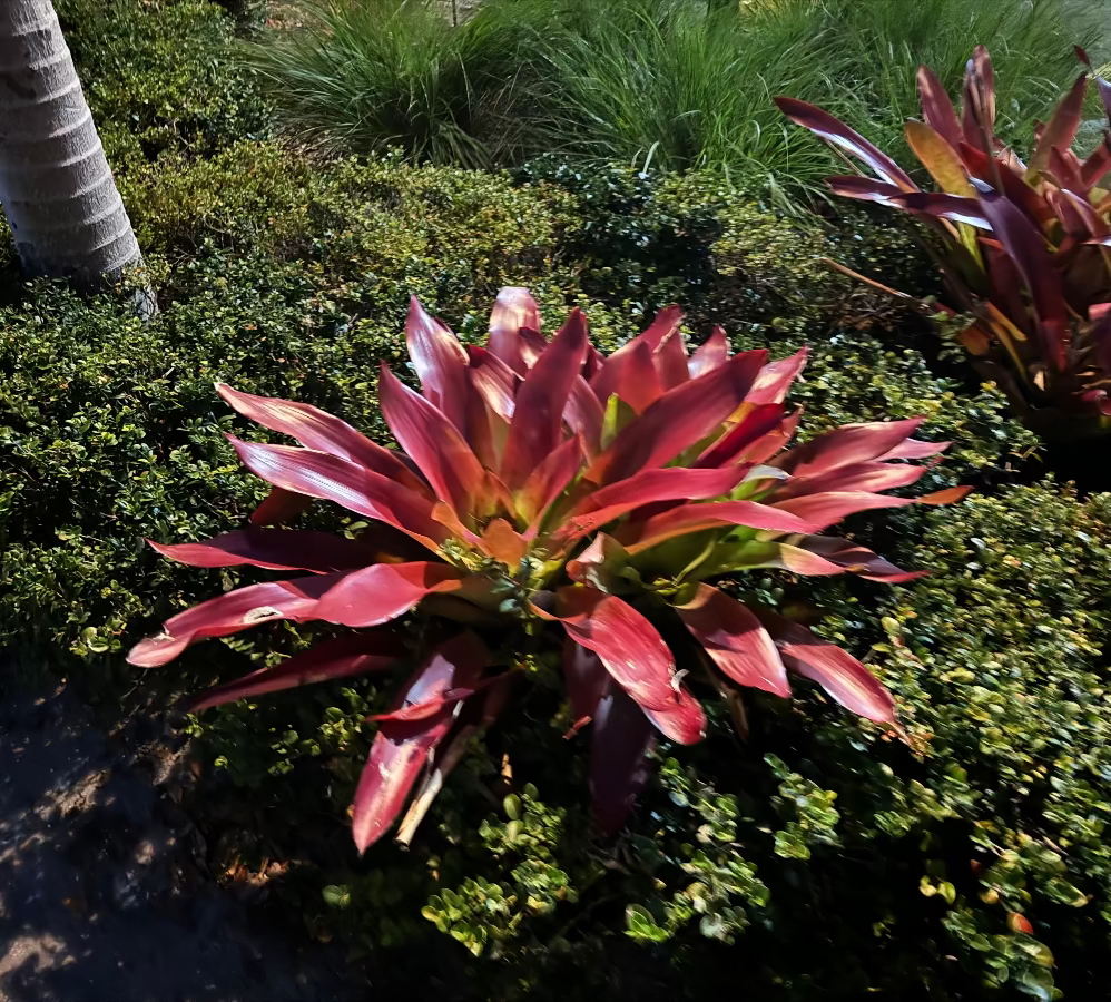 Mature Bromeliad Neoregelia Royal Burgundy outdoors.
