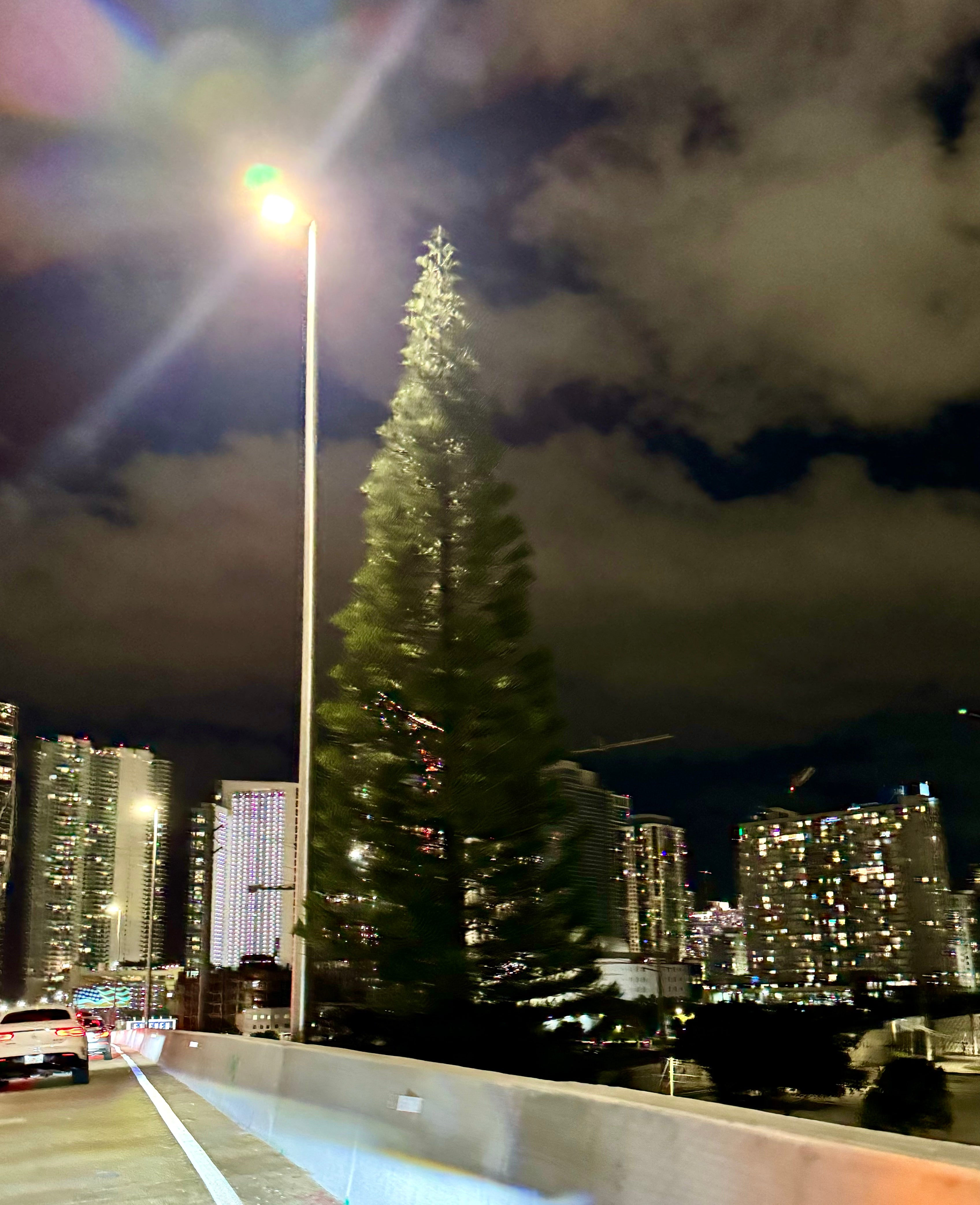 Norfolk Island pine Multi Stem, Christmas Tree