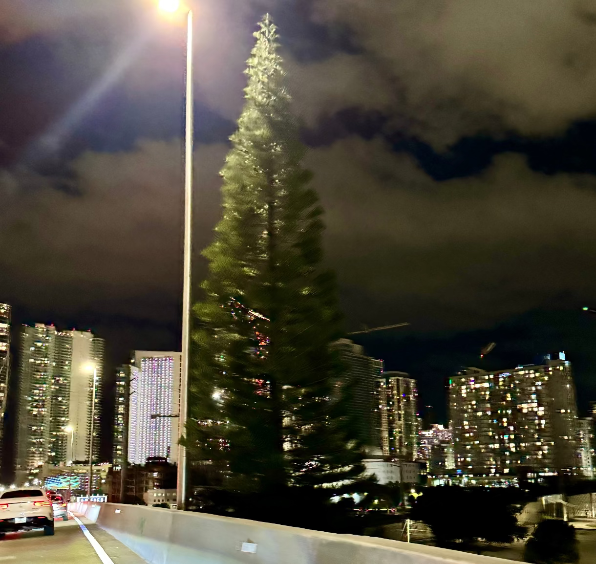 Norfolk Island pine plant mature tree on roadway