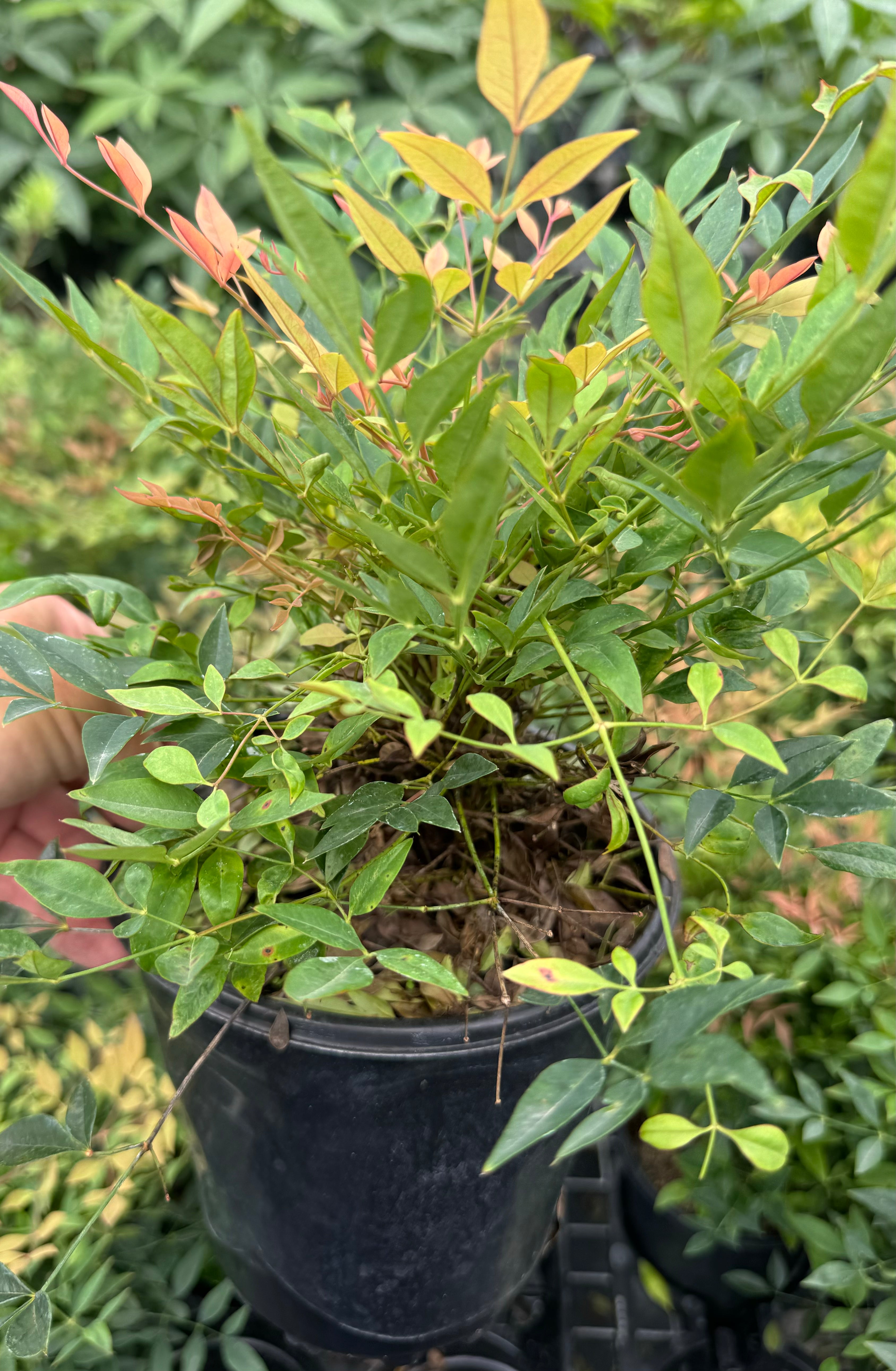leaves of Nandina Firepower Heavenly Bamboo