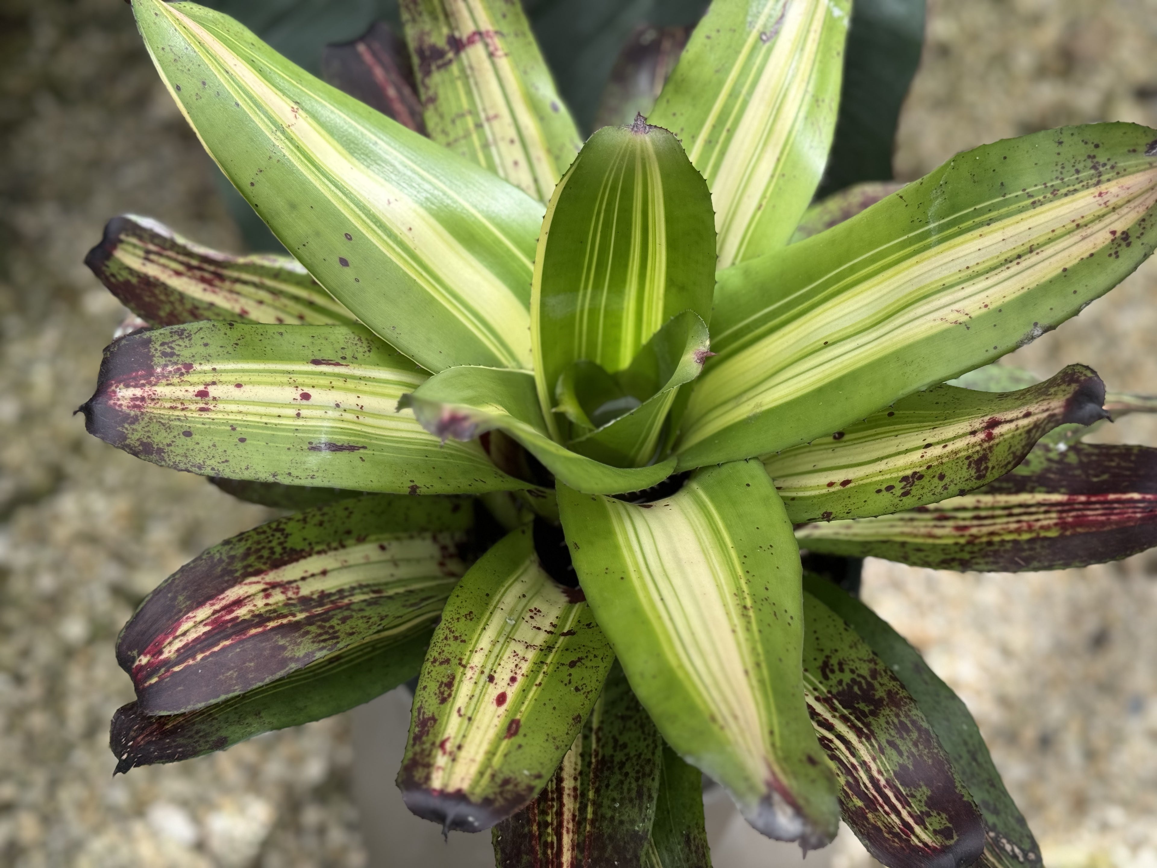 Bromeliad, Neoregelia Picasso