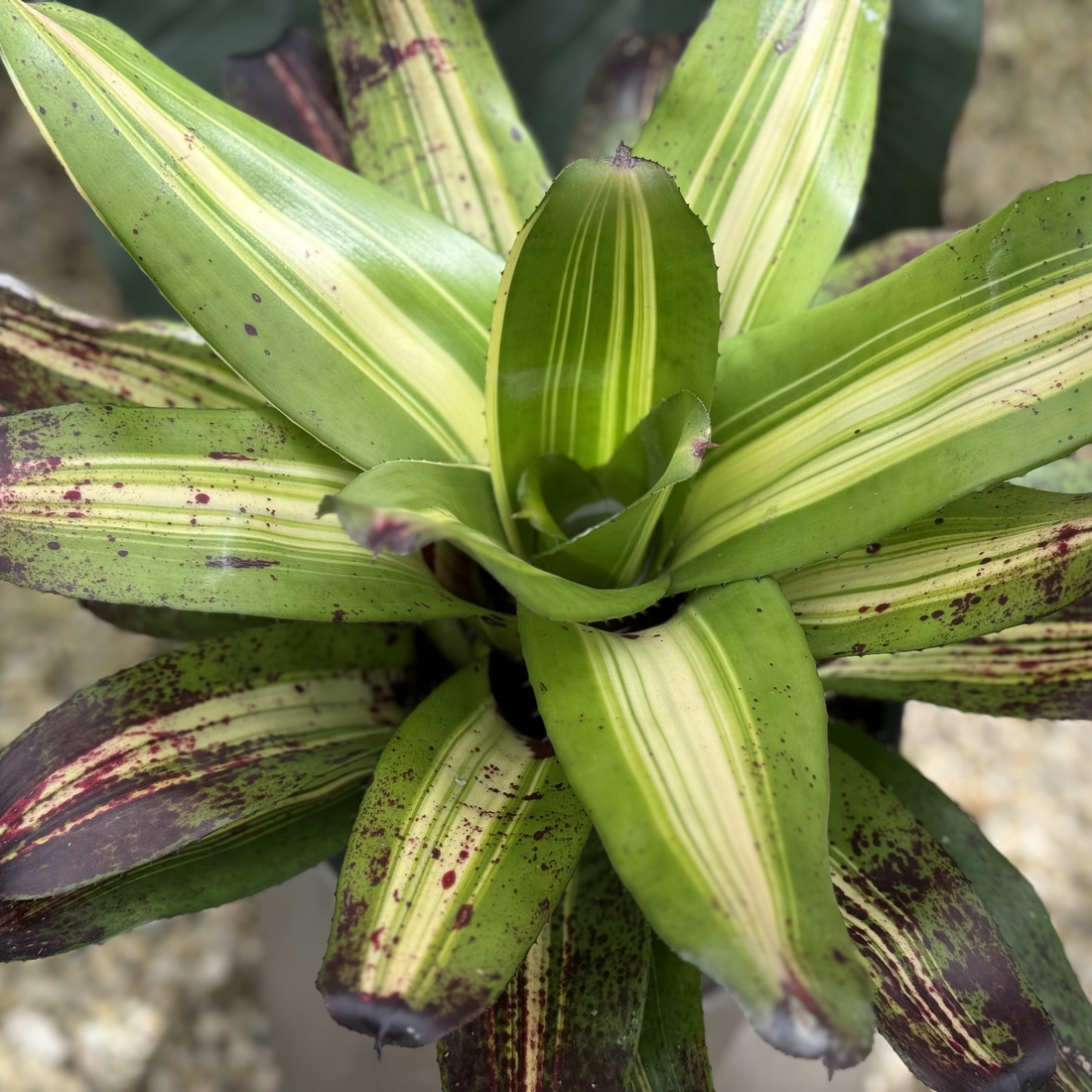 Bromeliad Neoregelia Picasso, Purple Center in Bloom