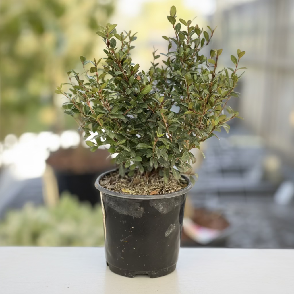 Viburnum Mrs Schillers Delight, Flowering Shrub in a 6in pot