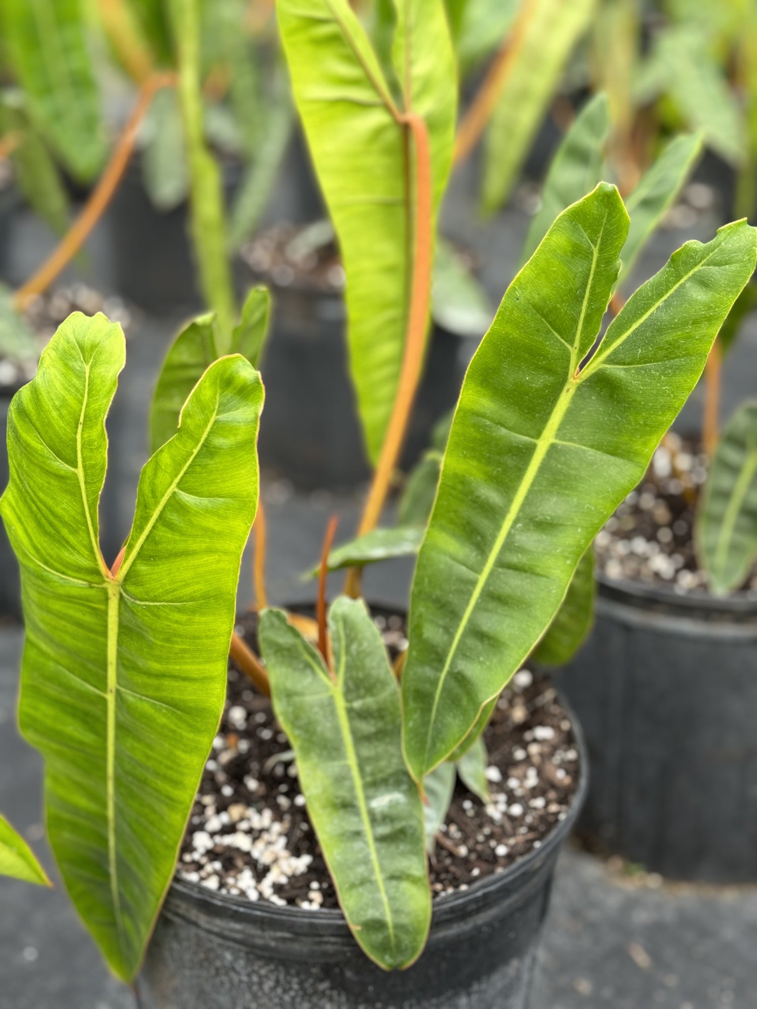 closeup view of Philodendron billietiae