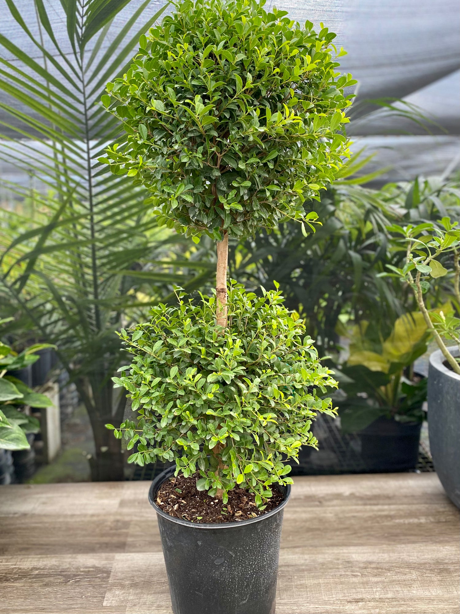 Topiary Eugenia 2-Ball Tree Form