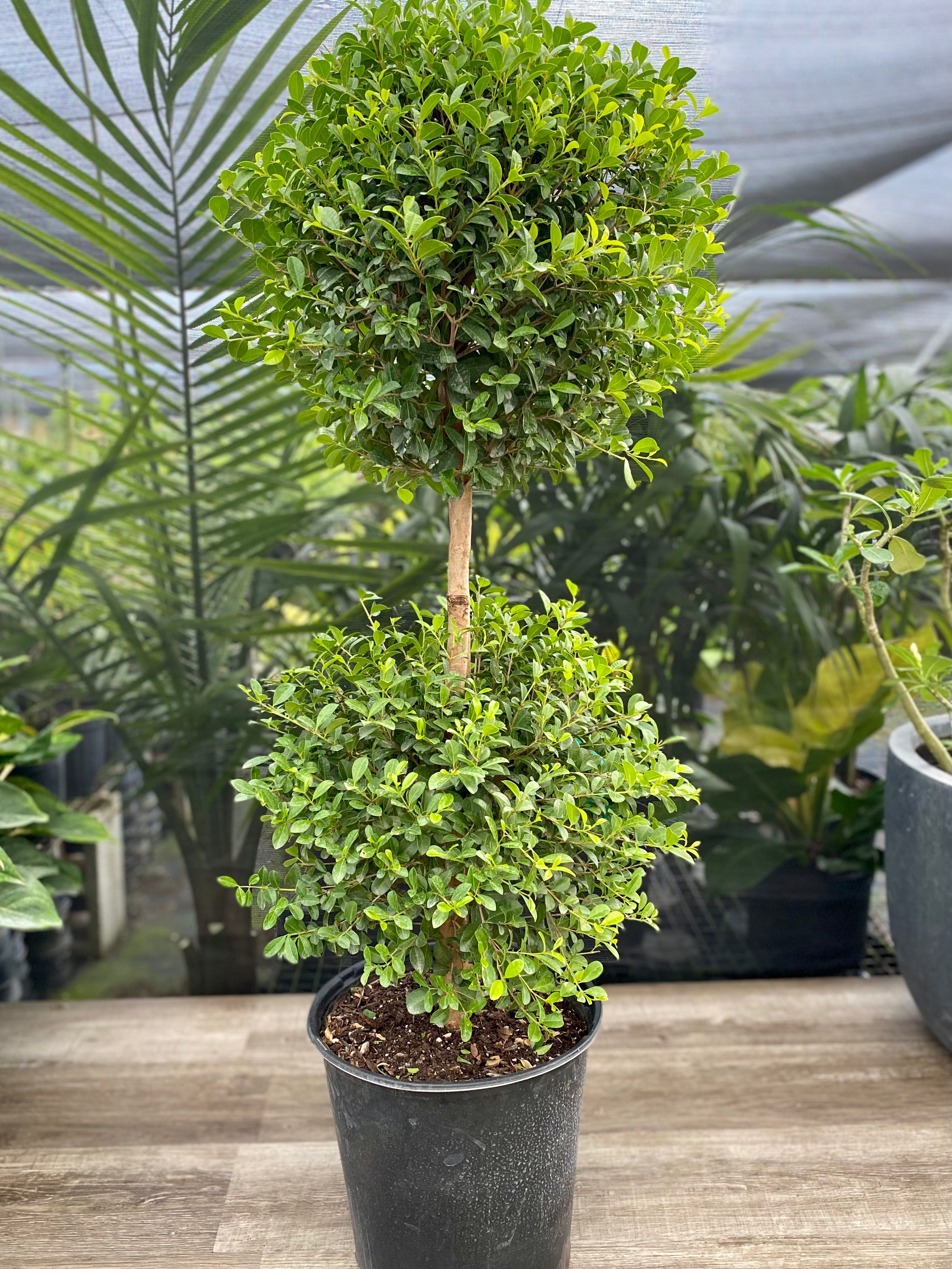 Topiary Eugenia 2-Ball Tree Form