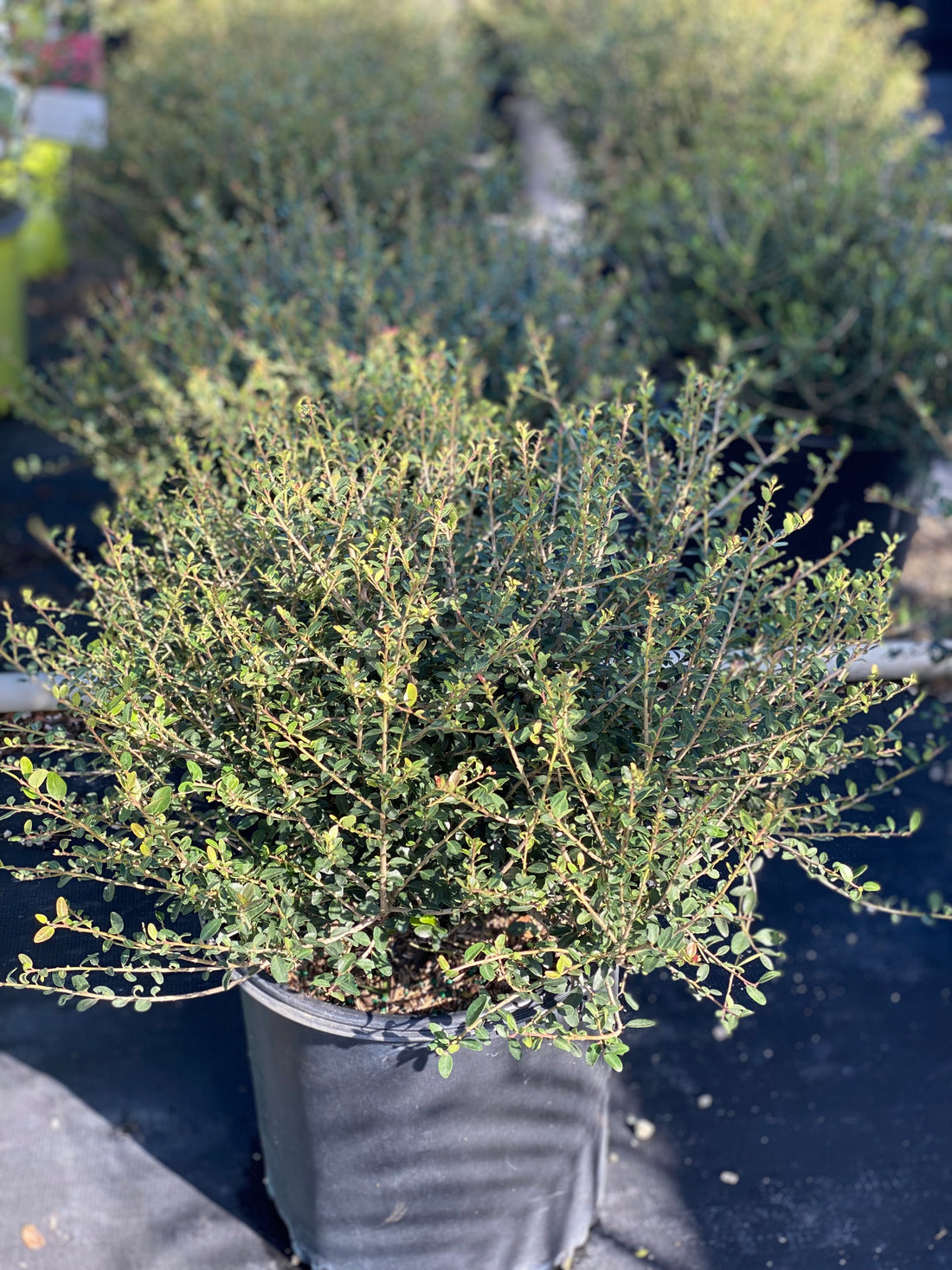 Southern Red Cedar, Juniperus silicicola in a pot