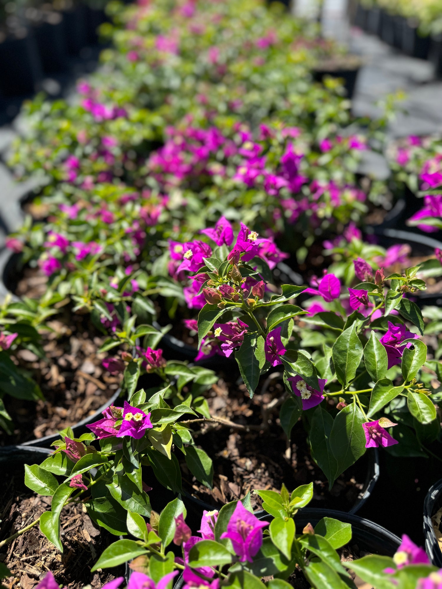 Bougainvillea Purple Flower Bush Form, New River Flowering Tree