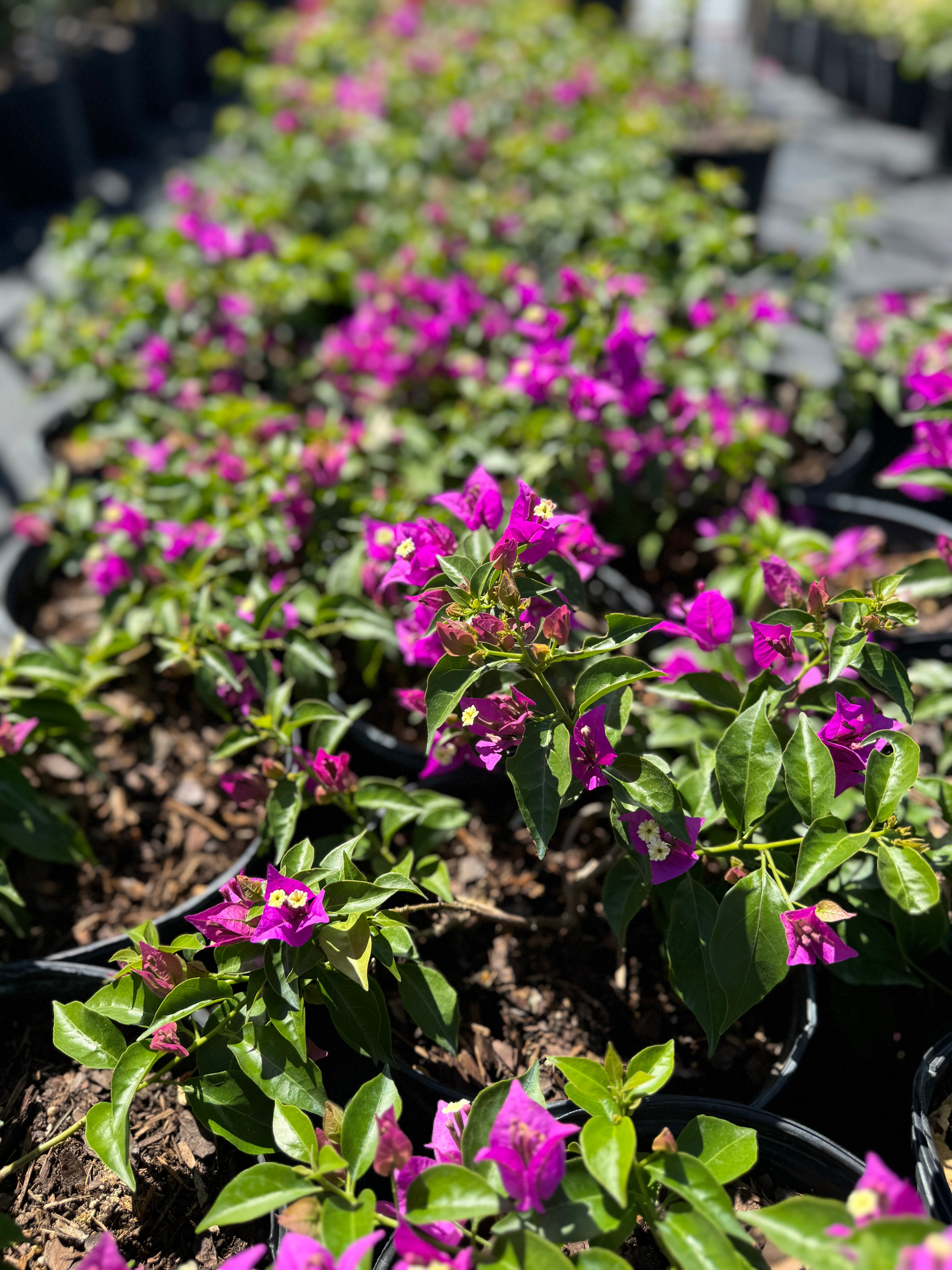Bougainvillea Purple Flower Bush Form, New River Flowering Tree