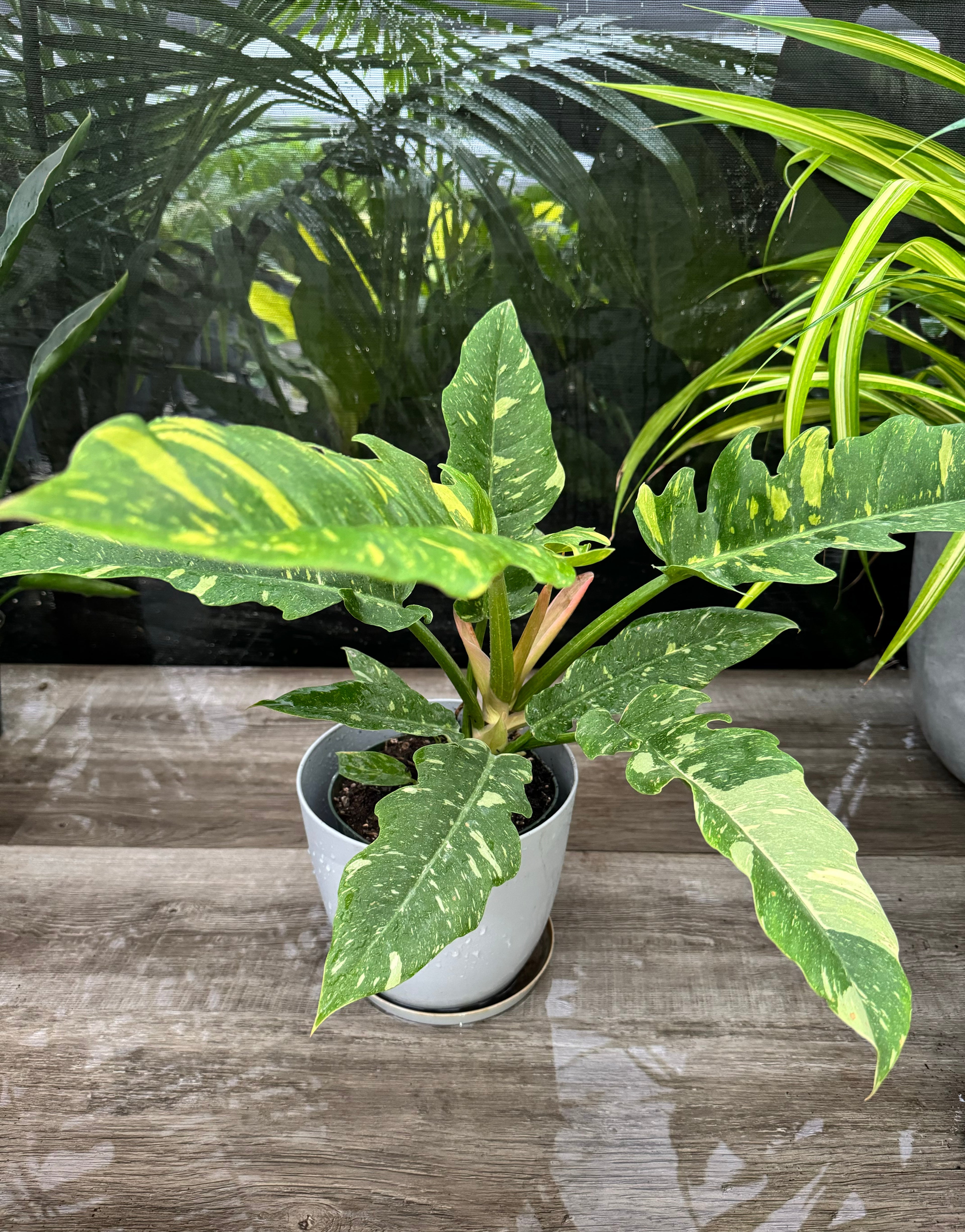 Philodendron Ring of Fire Variegated in a white pot