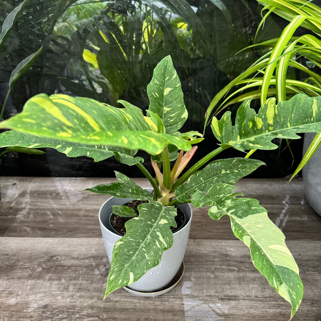 Philodendron Ring of Fire Variegated in a white pot