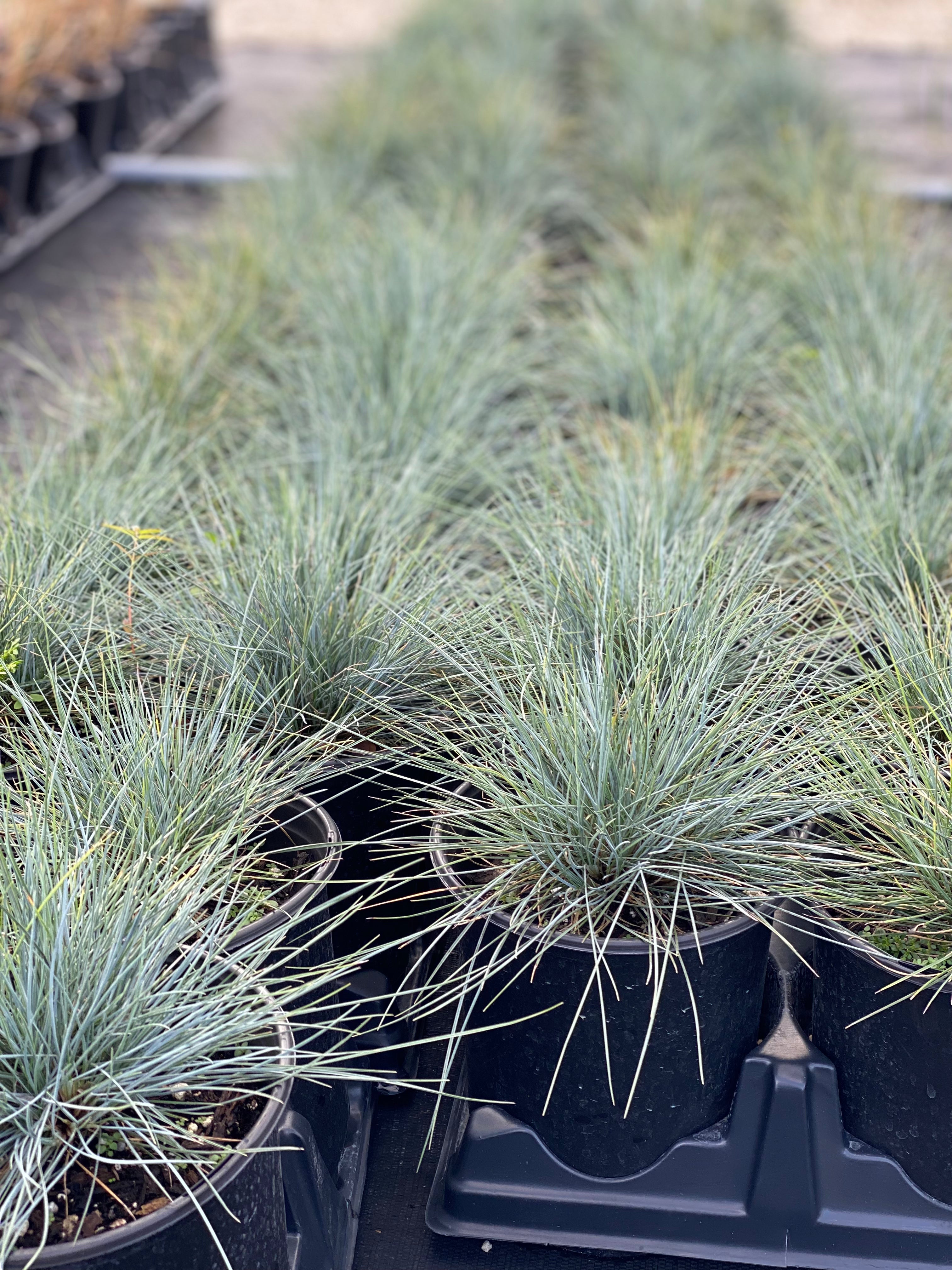 Elijah Icy Blue Fescue Grass