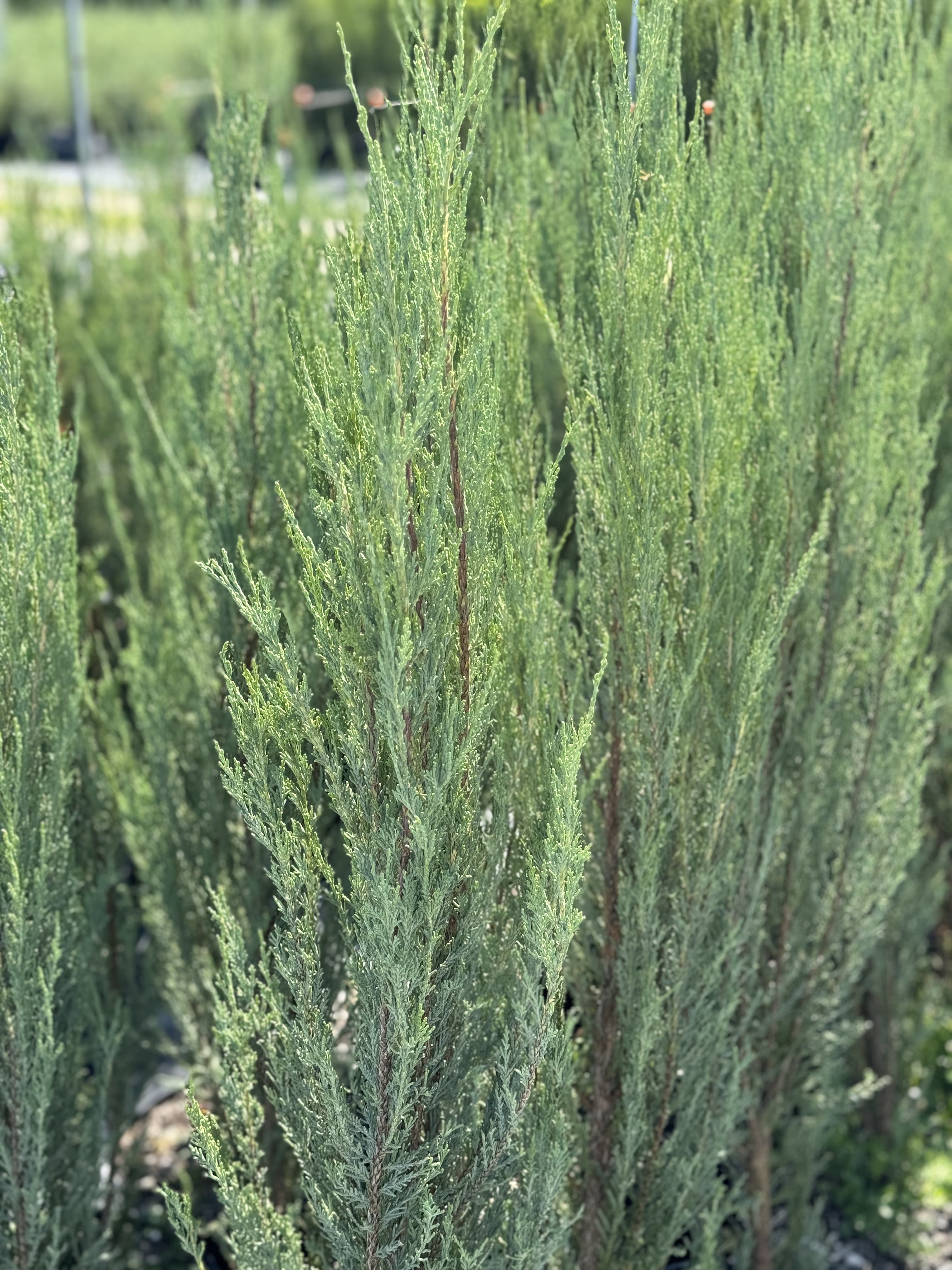 Blue Arrow Rocky Mountain Juniper