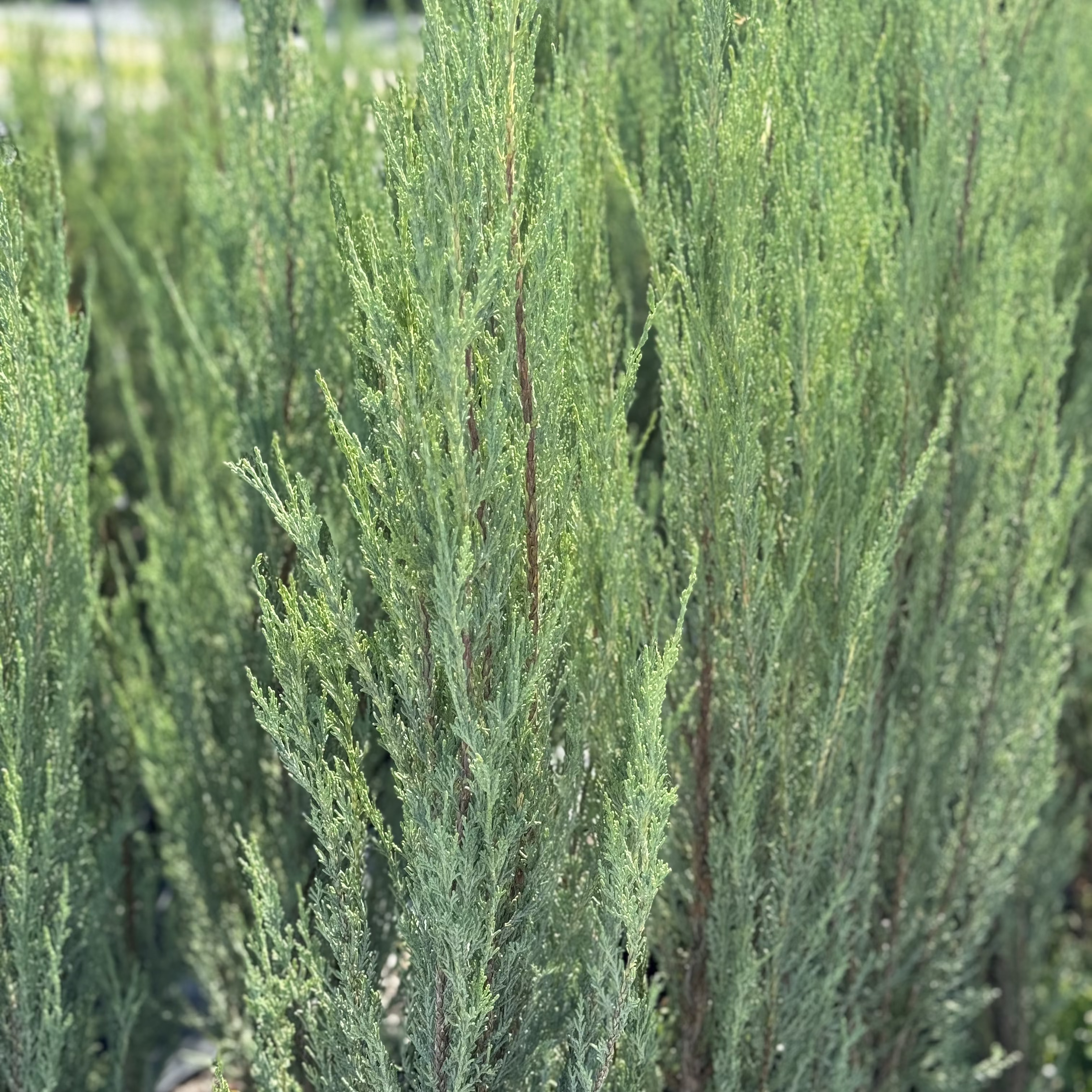 Blue Arrow Rocky Mountain Juniper