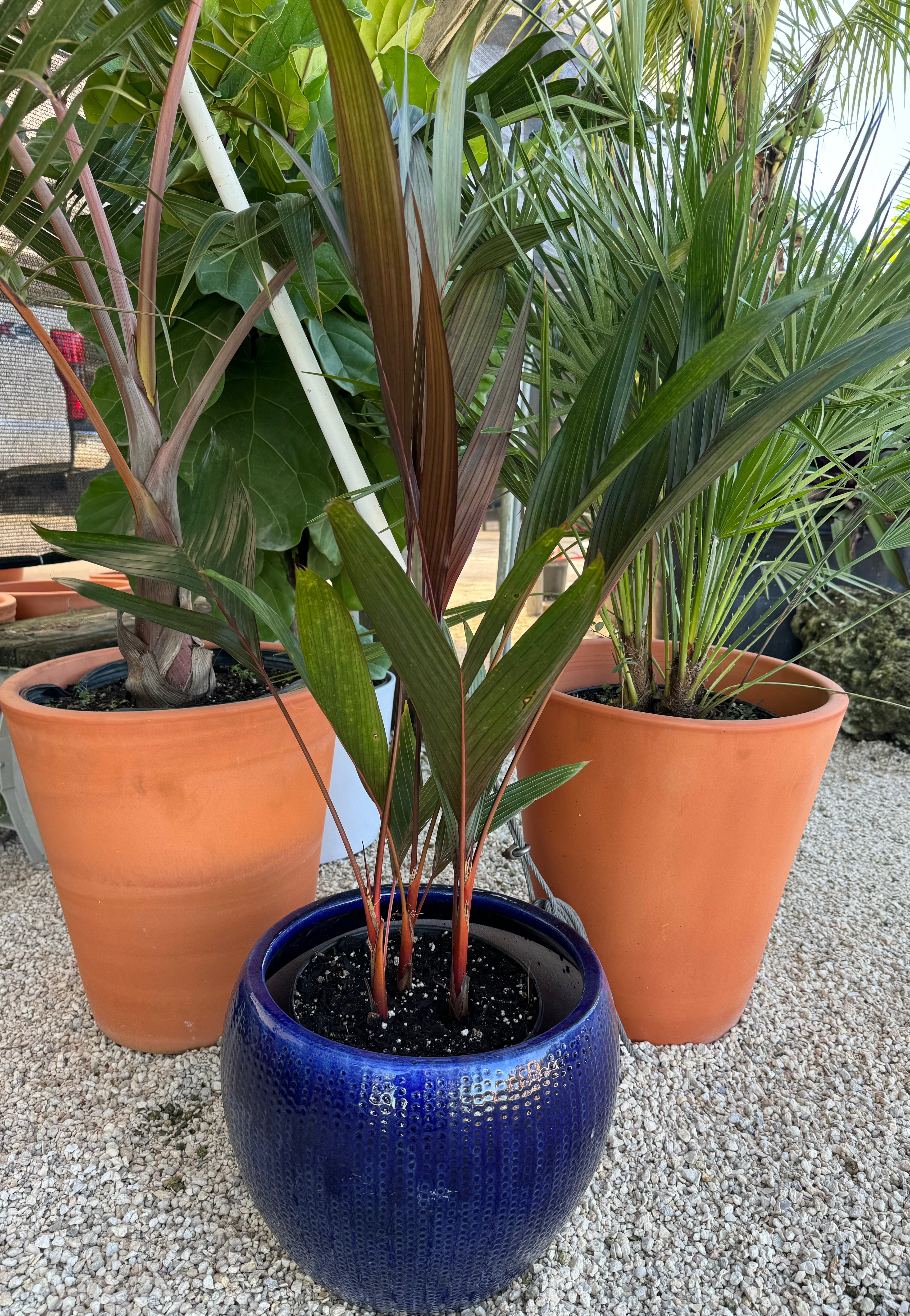 Areca Vestiaria, Red Crownshaft Palm, Rare and Exotic