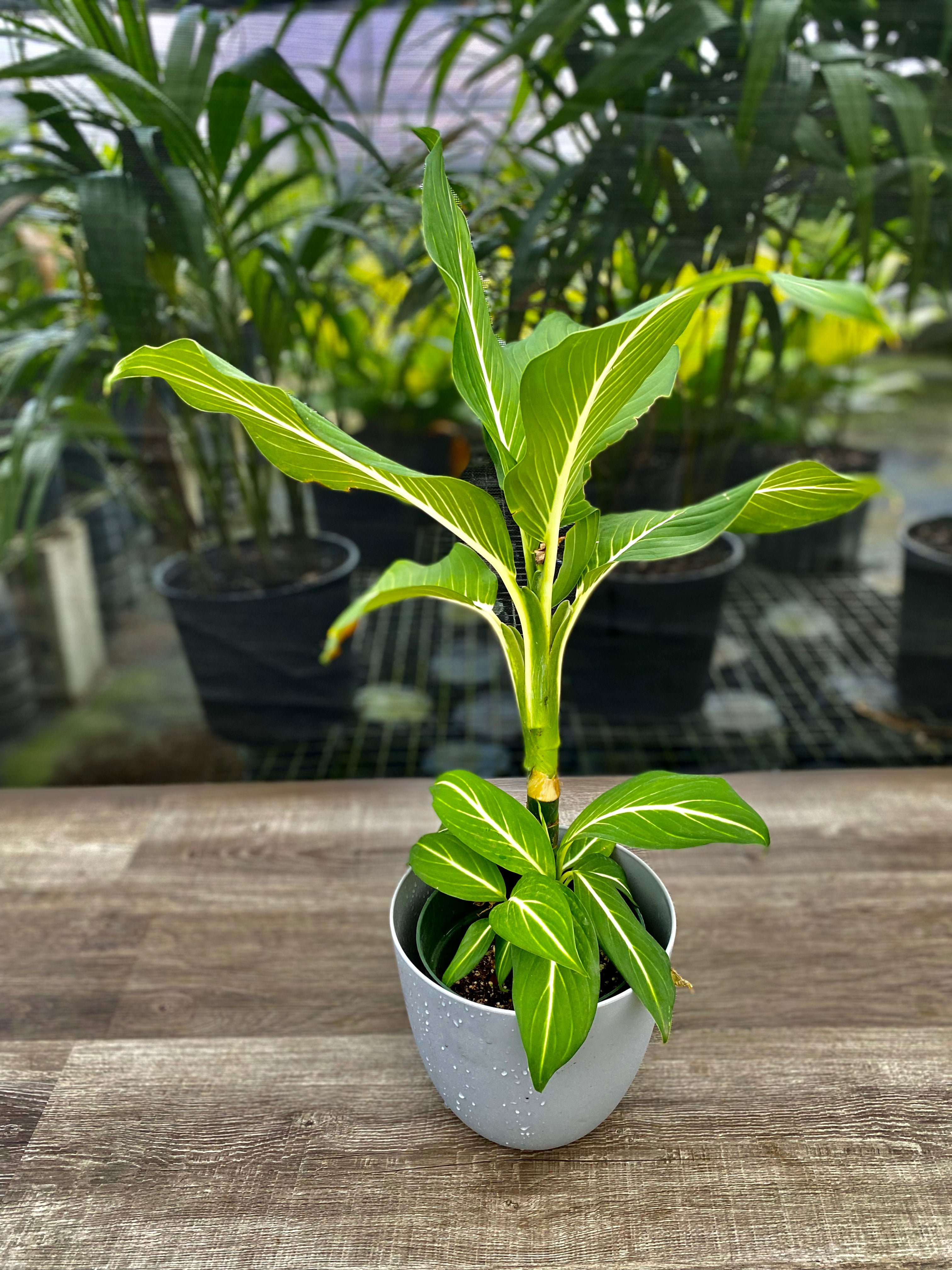 Dieffenbachia Sterling Dumb Cane White Veins