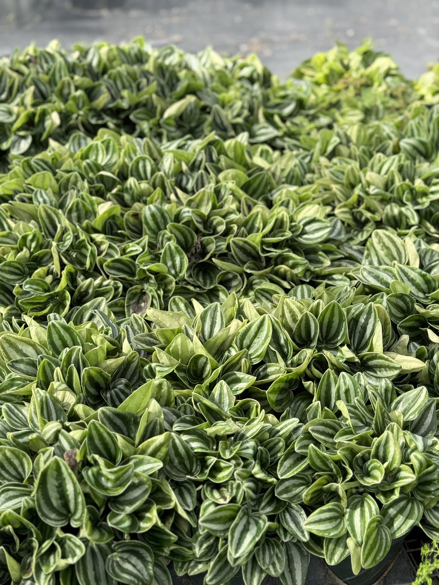 Peperomia Watermelon Baby Rubber Plant