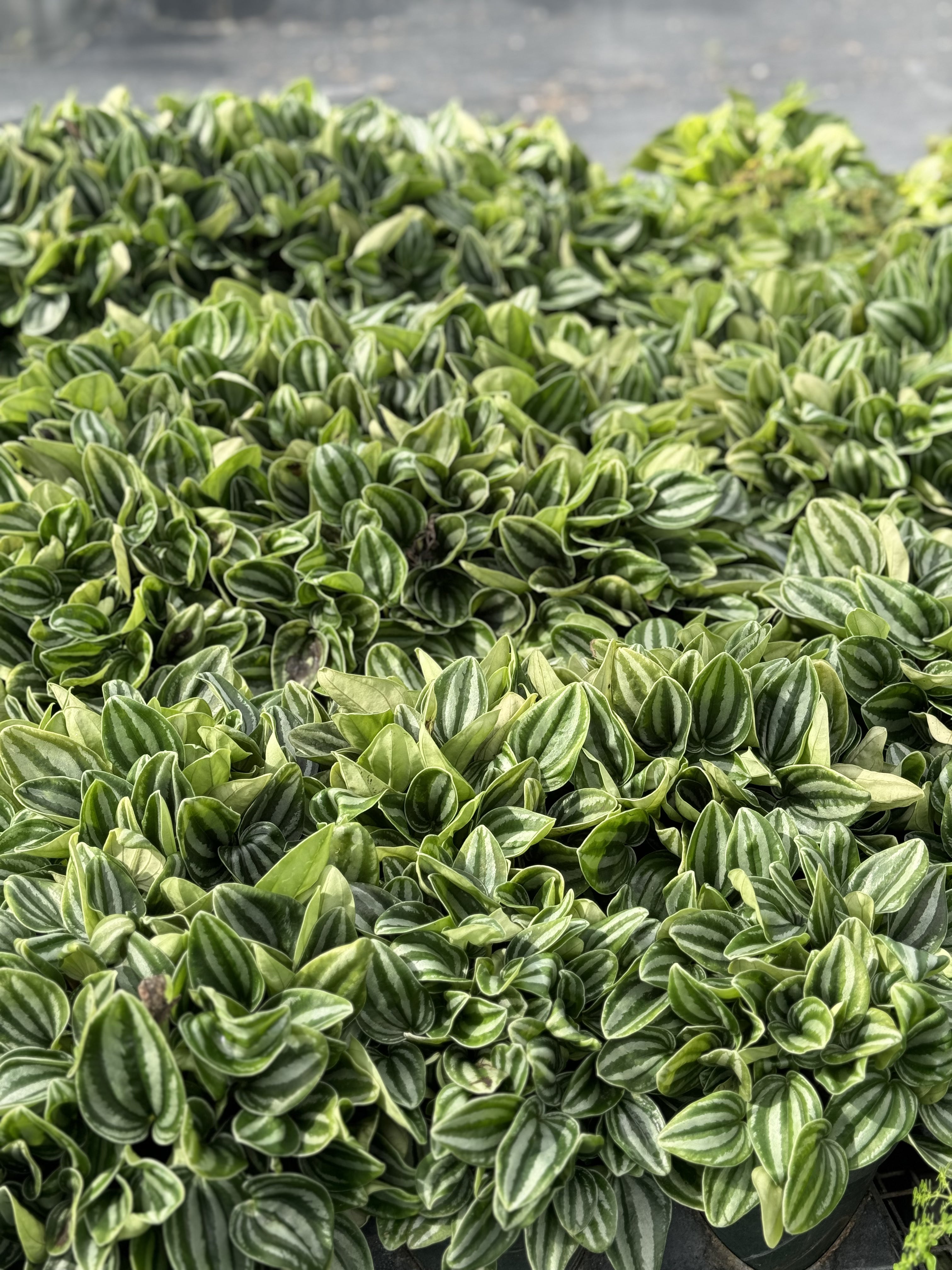Peperomia Watermelon Baby Rubber Plant